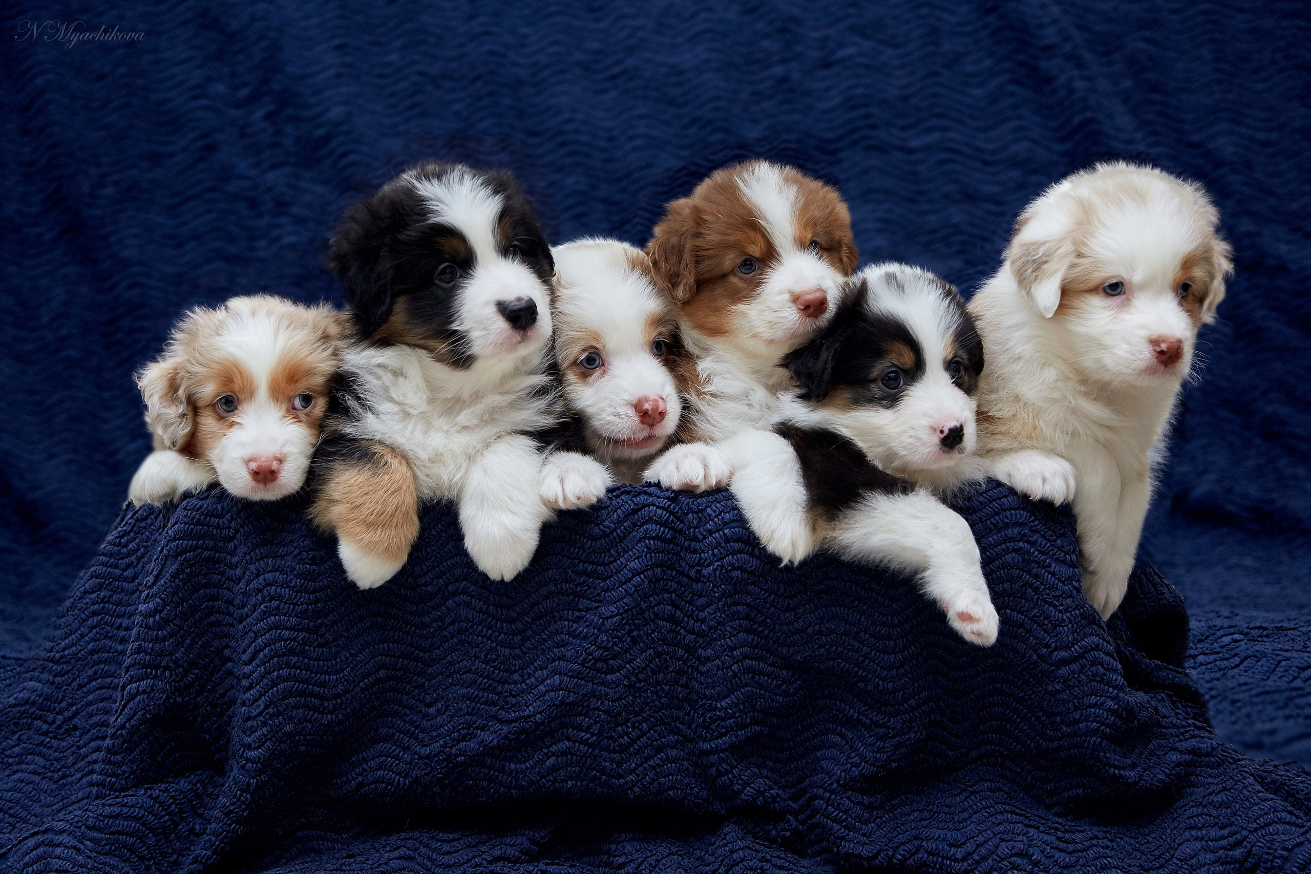 Фотосессия щенков для продажи. Детский и семейный фотограф в Нижнем Новгороде Мячикова Наталья