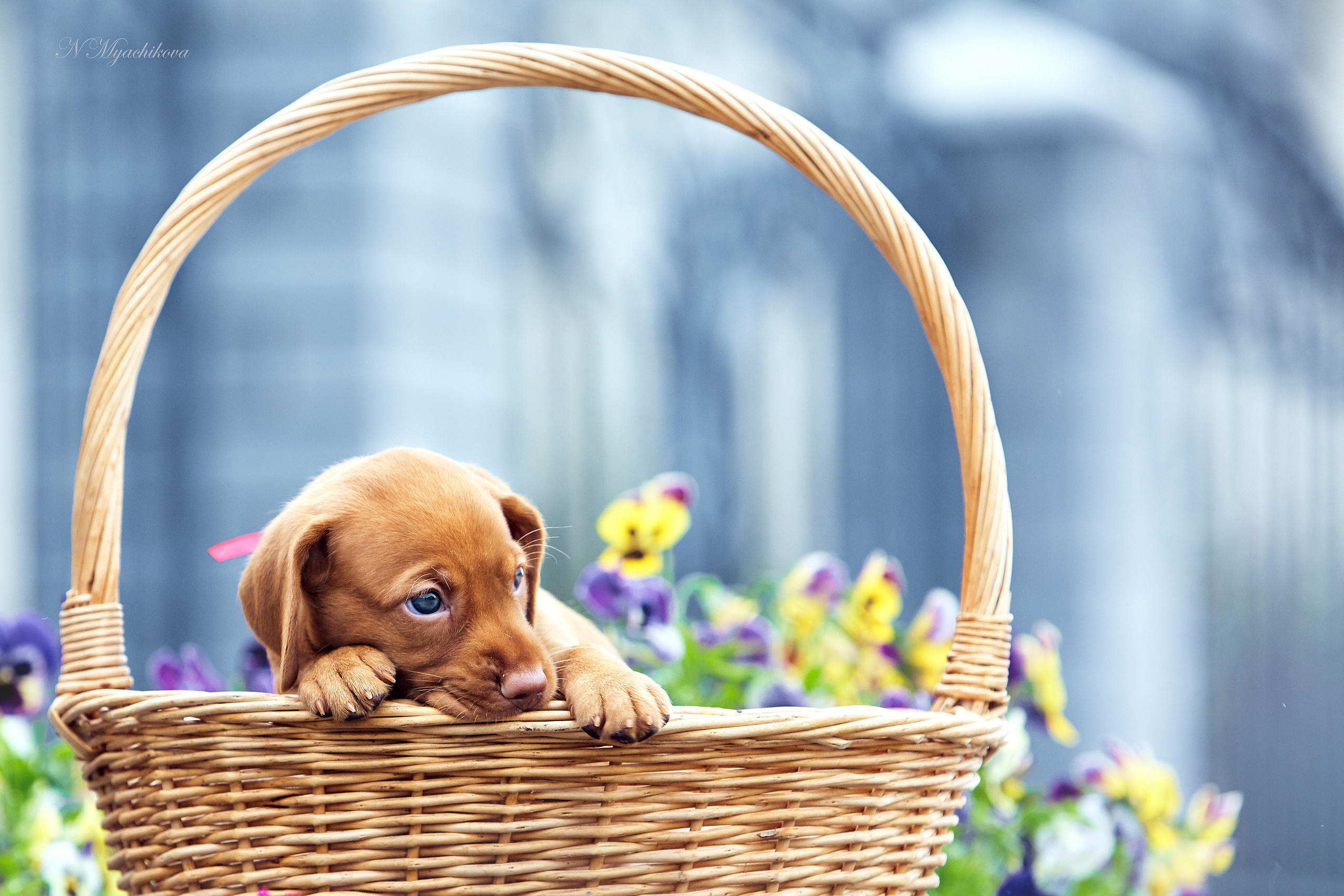 Фотосессия щенков для продажи. Детский и семейный фотограф в Нижнем Новгороде Мячикова Наталья