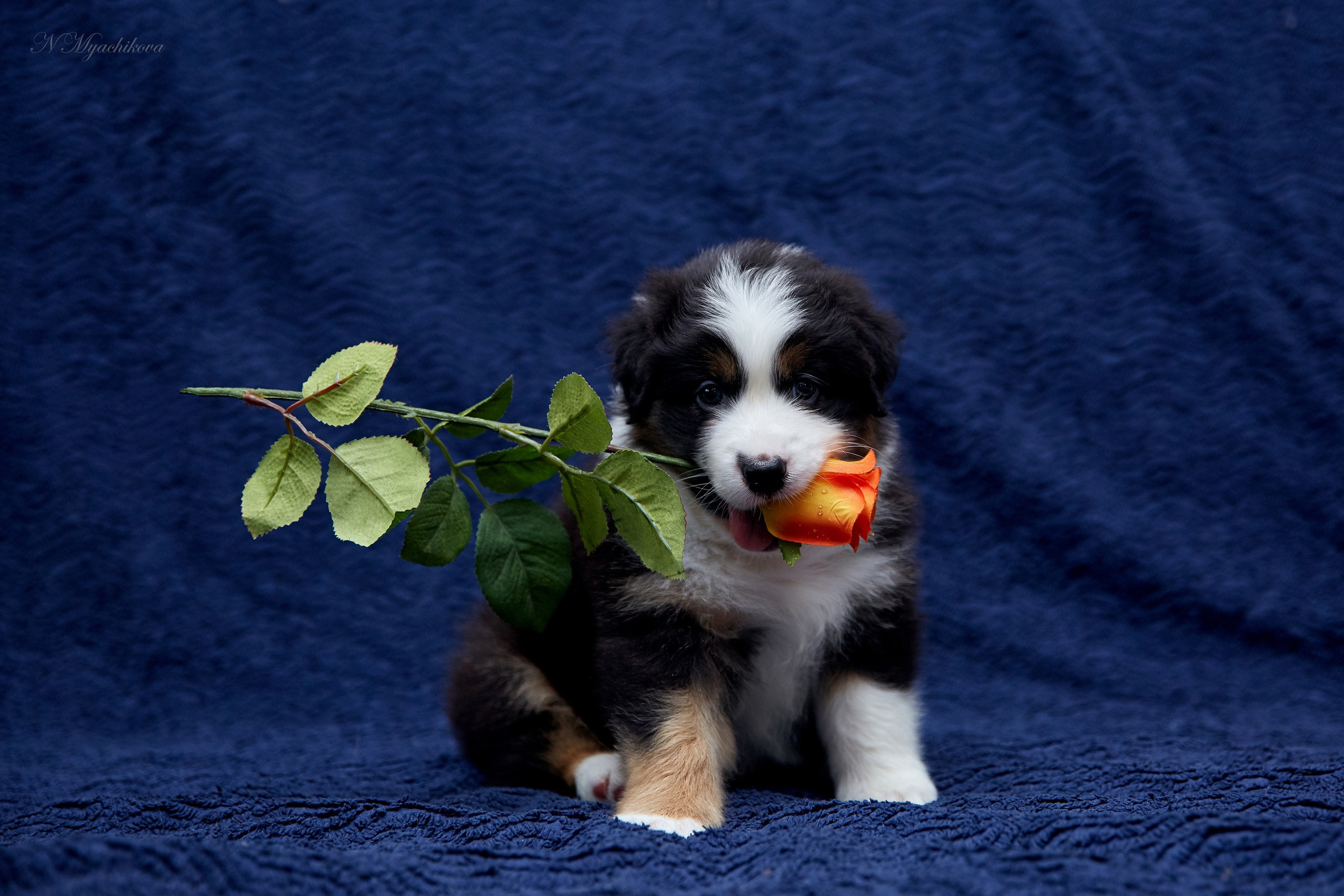 Фотосессия щенков для продажи. Детский и семейный фотограф в Нижнем Новгороде Мячикова Наталья