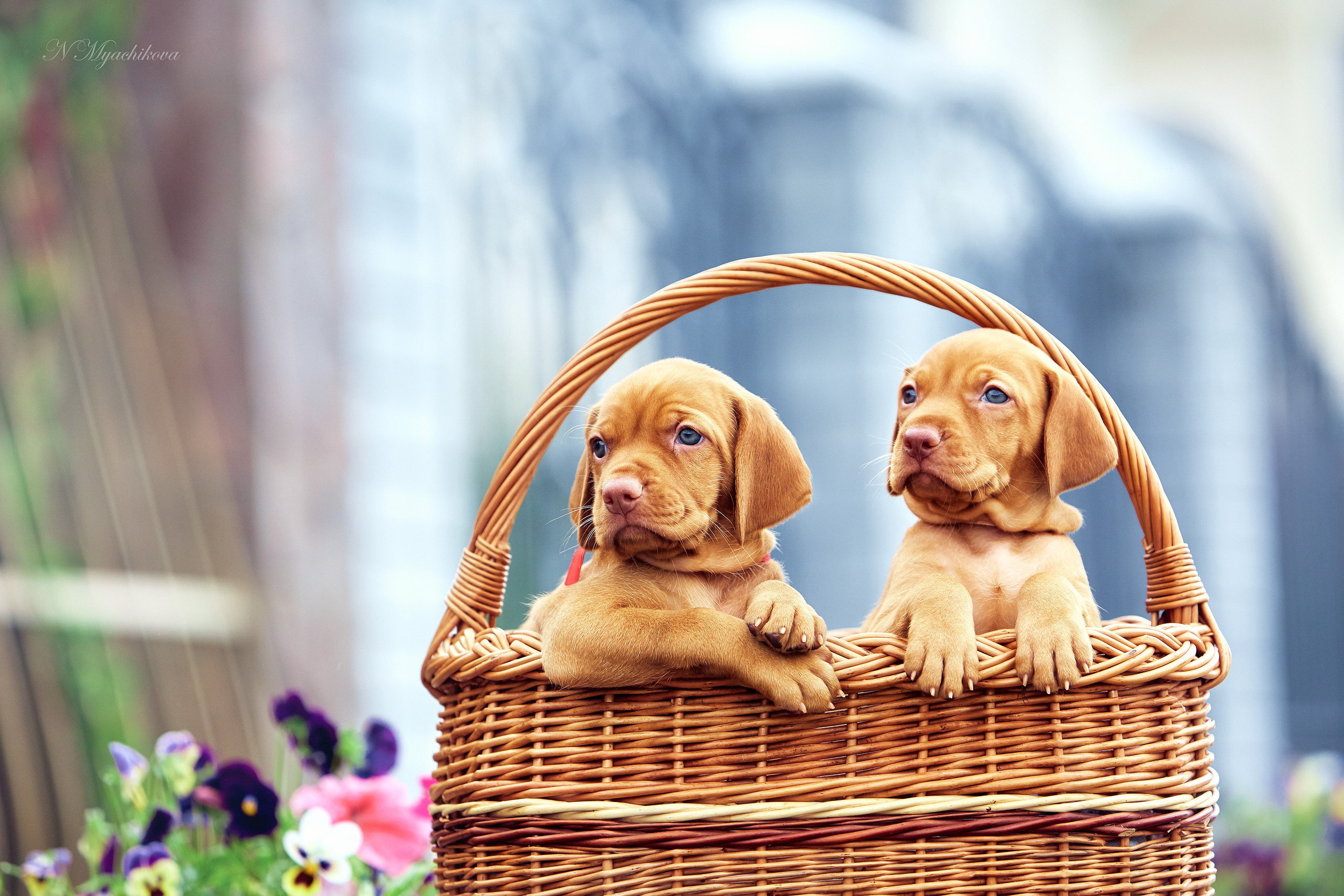 Фотосессия щенков для продажи. Детский и семейный фотограф в Нижнем Новгороде Мячикова Наталья