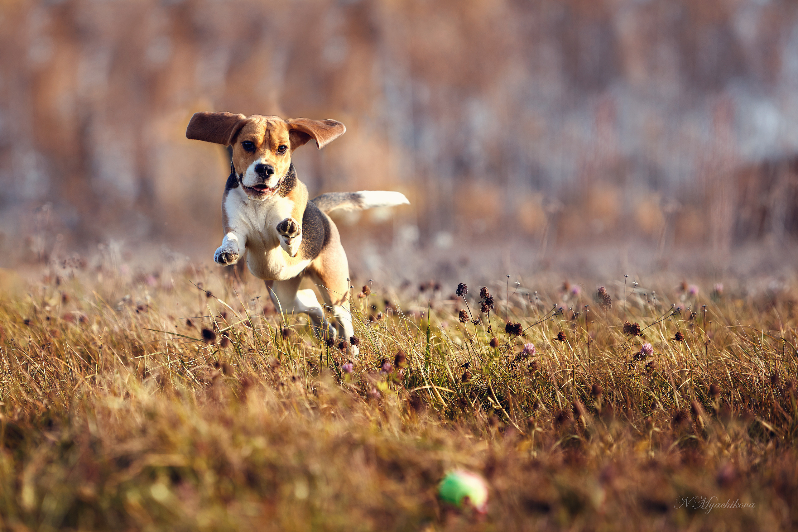 Съемка ребенка на Щелковском хуторе в Нижнем Новгороде. Детский и семейный фотограф в Нижнем Новгороде Мячикова Наталья