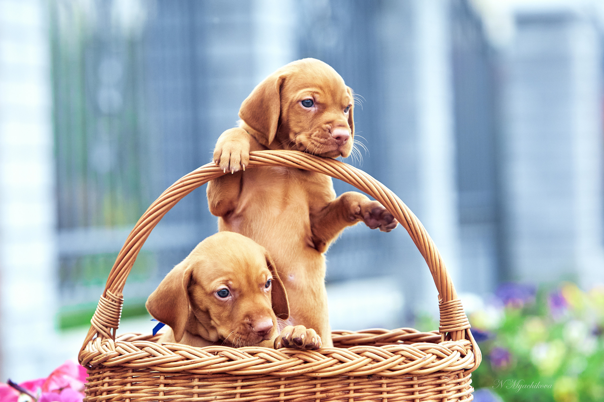 Фотосессия щенков для продажи. Детский и семейный фотограф в Нижнем Новгороде Мячикова Наталья
