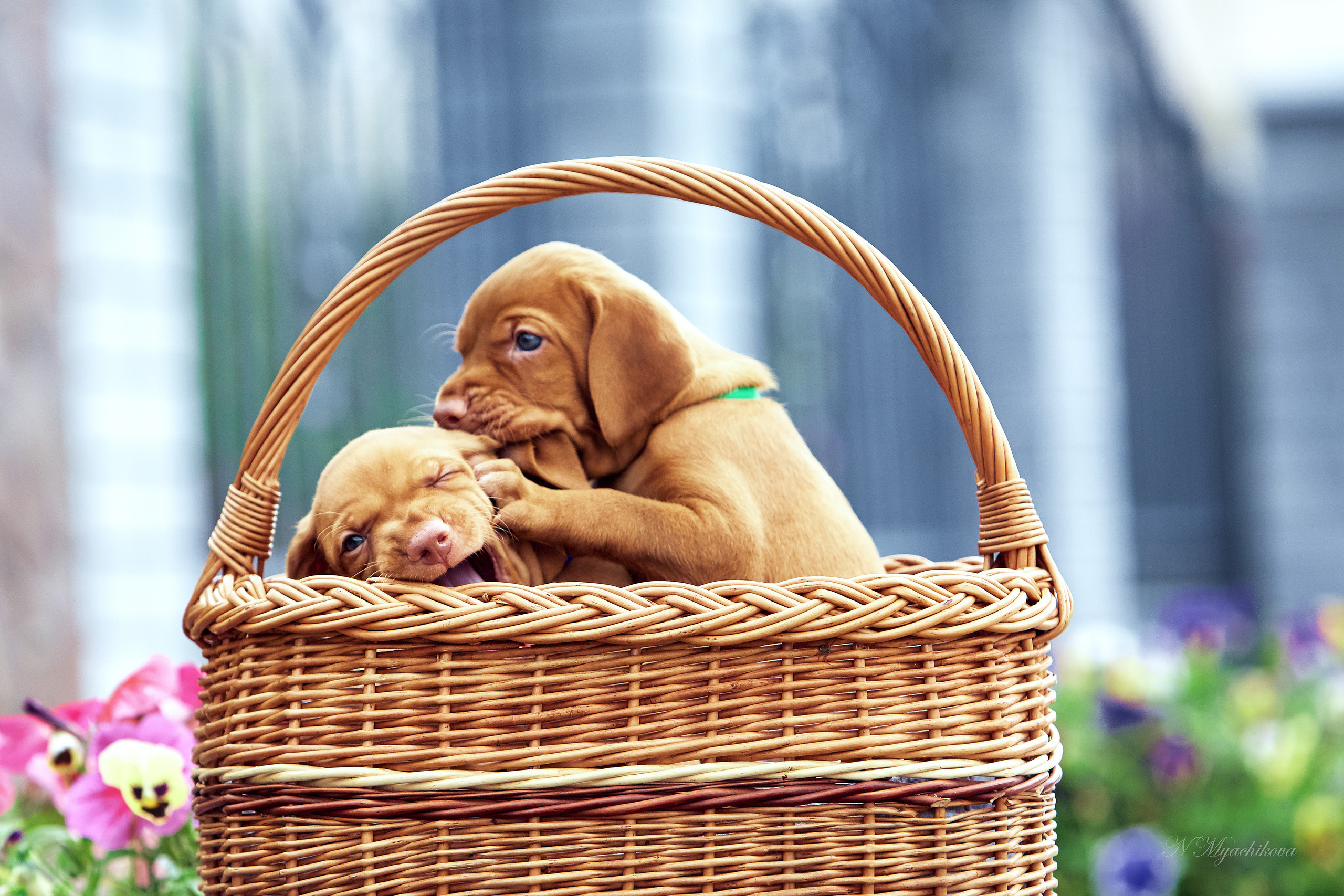 Фотосессия щенков для продажи. Детский и семейный фотограф в Нижнем Новгороде Мячикова Наталья