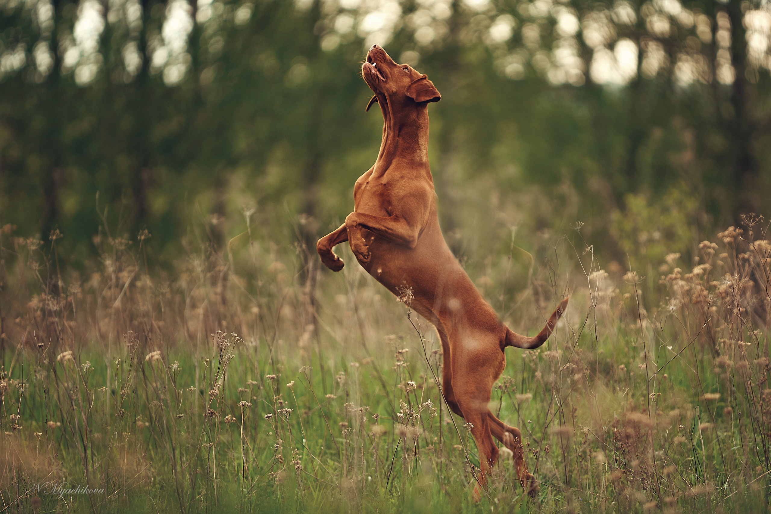 Съемка ребенка на Щелковском хуторе в Нижнем Новгороде. Детский и семейный фотограф в Нижнем Новгороде Мячикова Наталья