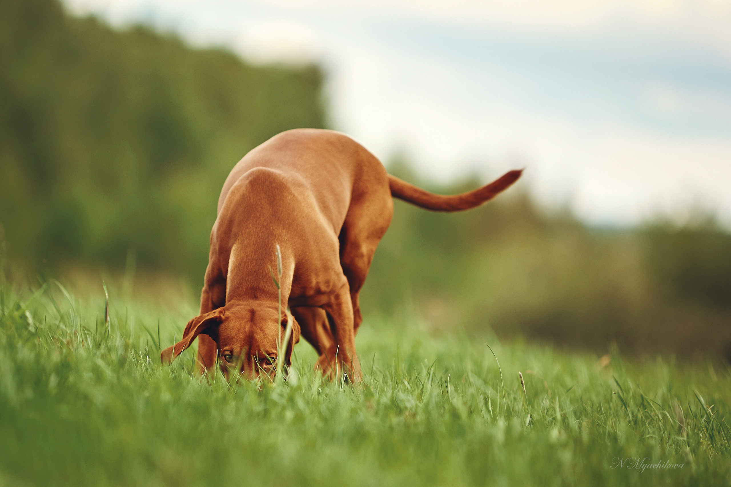Съемка ребенка на Щелковском хуторе в Нижнем Новгороде. Детский и семейный фотограф в Нижнем Новгороде Мячикова Наталья