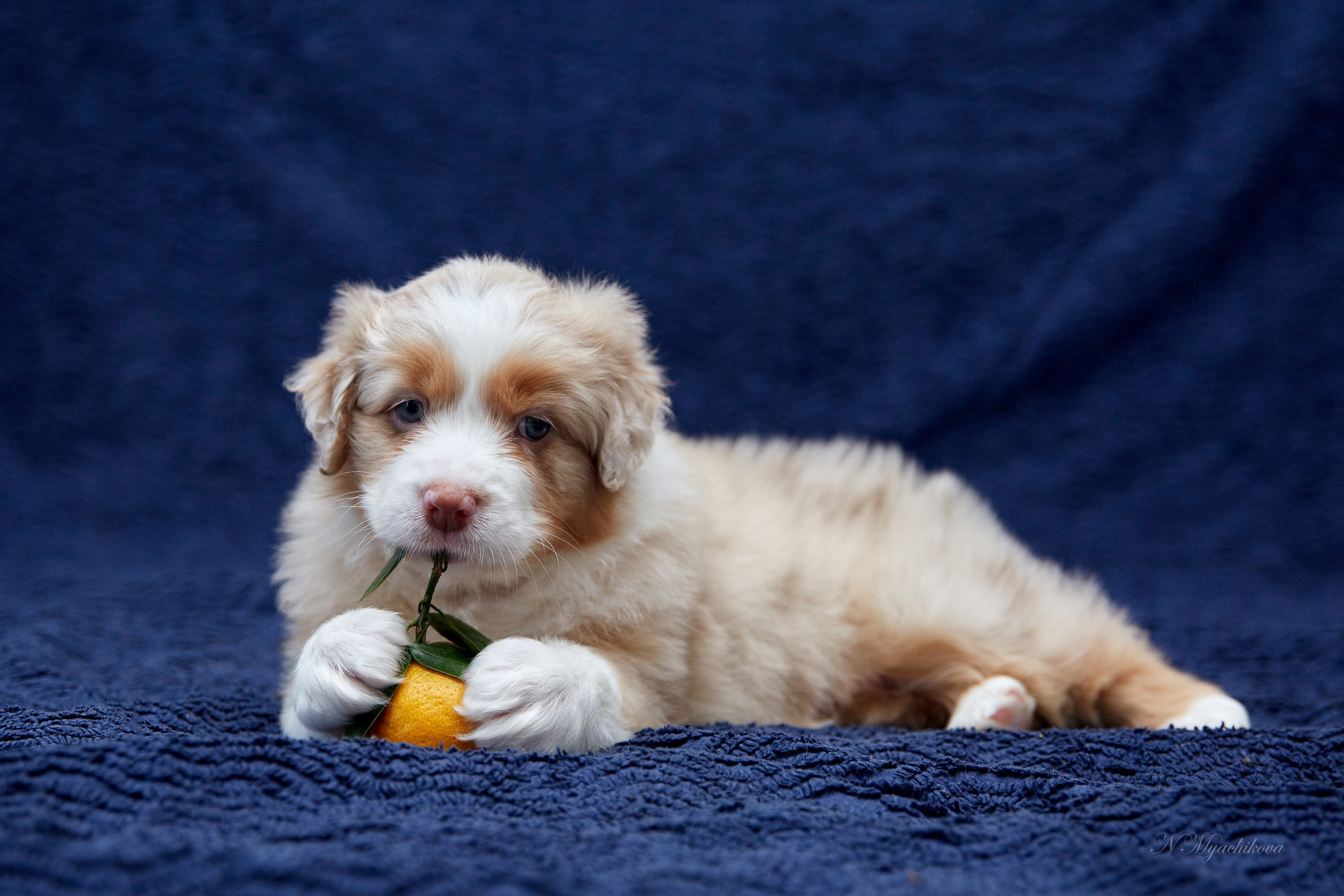 Фотосессия щенков для продажи. Детский и семейный фотограф в Нижнем Новгороде Мячикова Наталья
