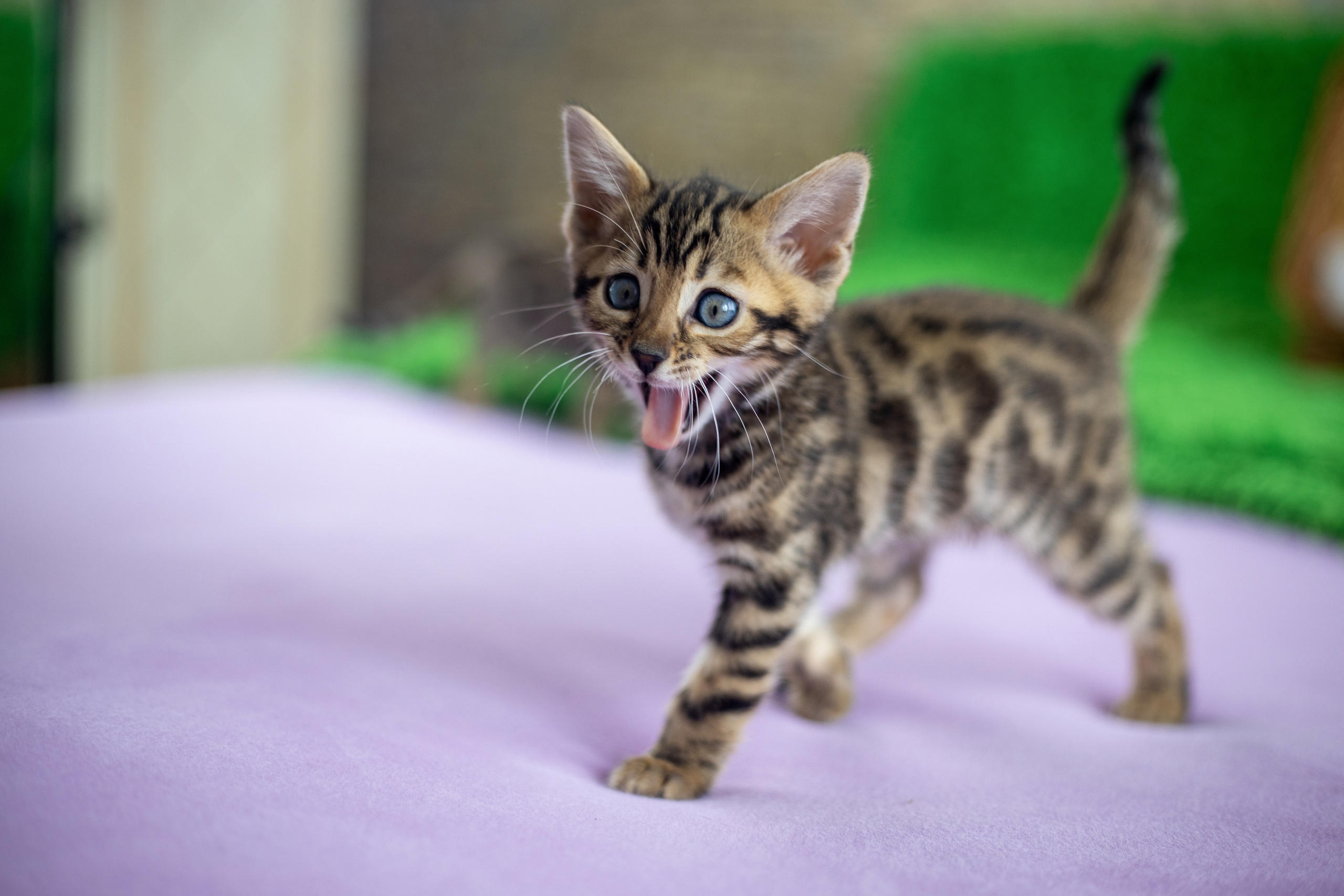Для настроения. Семейный и детский фотограф Светлана Котик Спасск-Дальний, Владивосток, Приморский край
