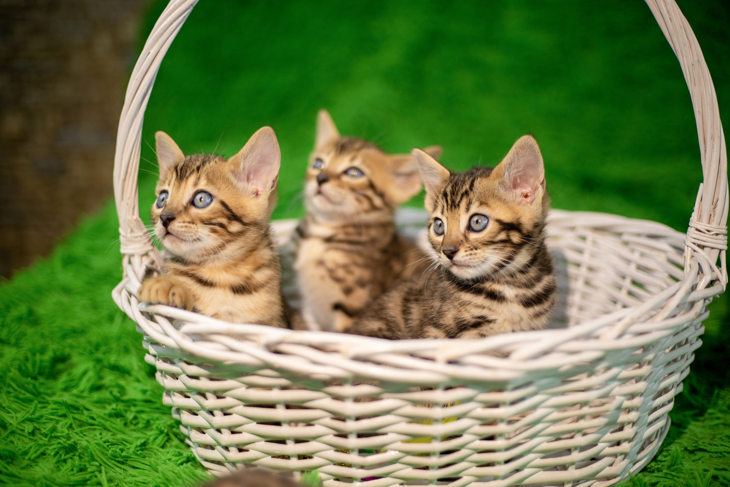 Для настроения. Семейный и детский фотограф Светлана Котик Спасск-Дальний, Владивосток, Приморский край