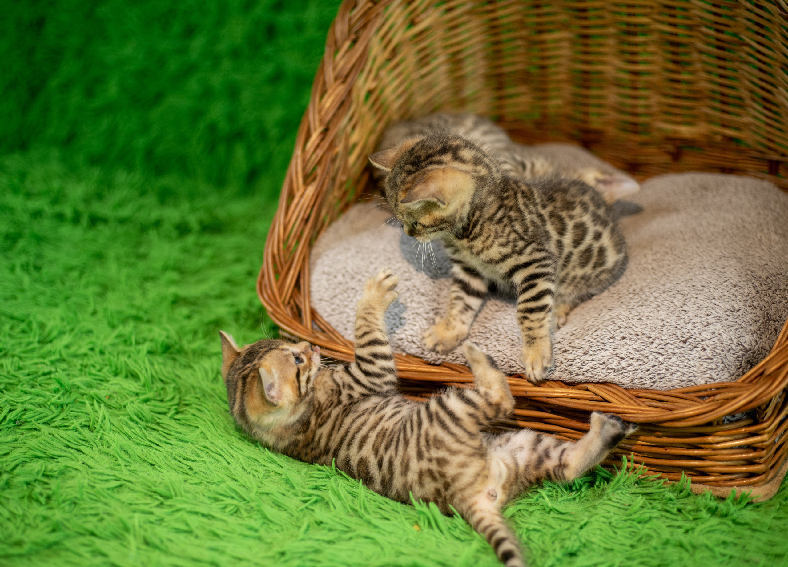 Для настроения. Семейный и детский фотограф Светлана Котик Спасск-Дальний, Владивосток, Приморский край