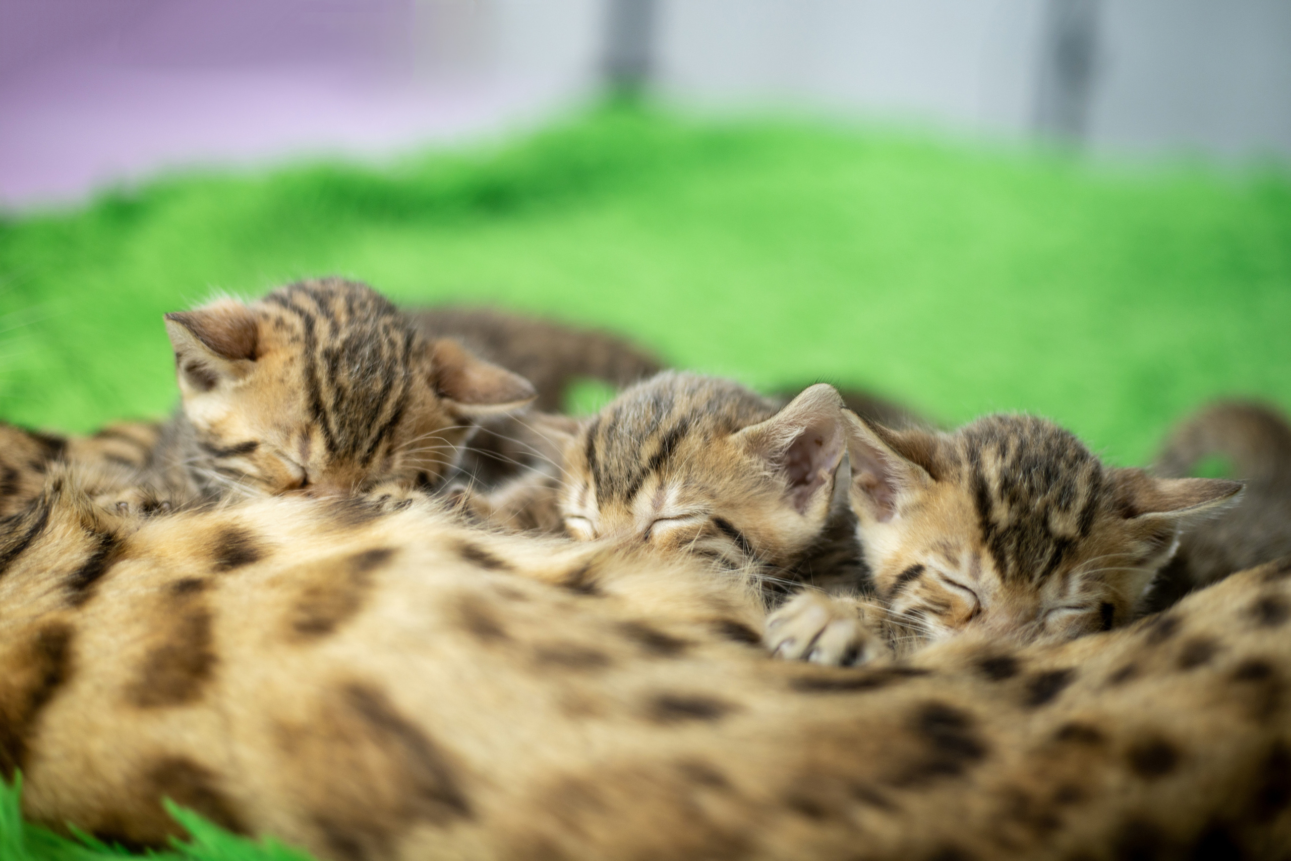 Для настроения. Семейный и детский фотограф Светлана Котик Спасск-Дальний, Владивосток, Приморский край