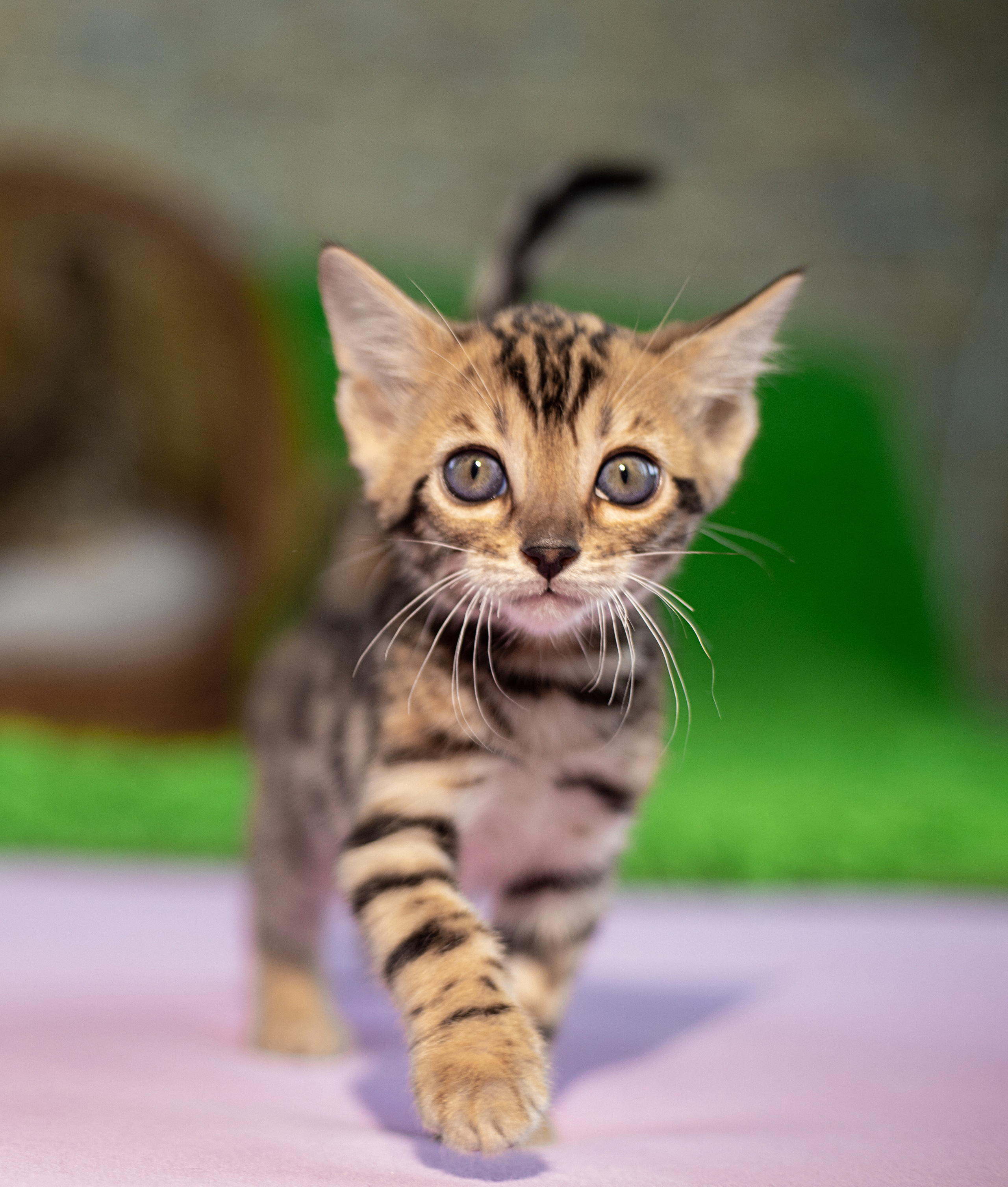 Для настроения. Семейный и детский фотограф Светлана Котик Спасск-Дальний, Владивосток, Приморский край