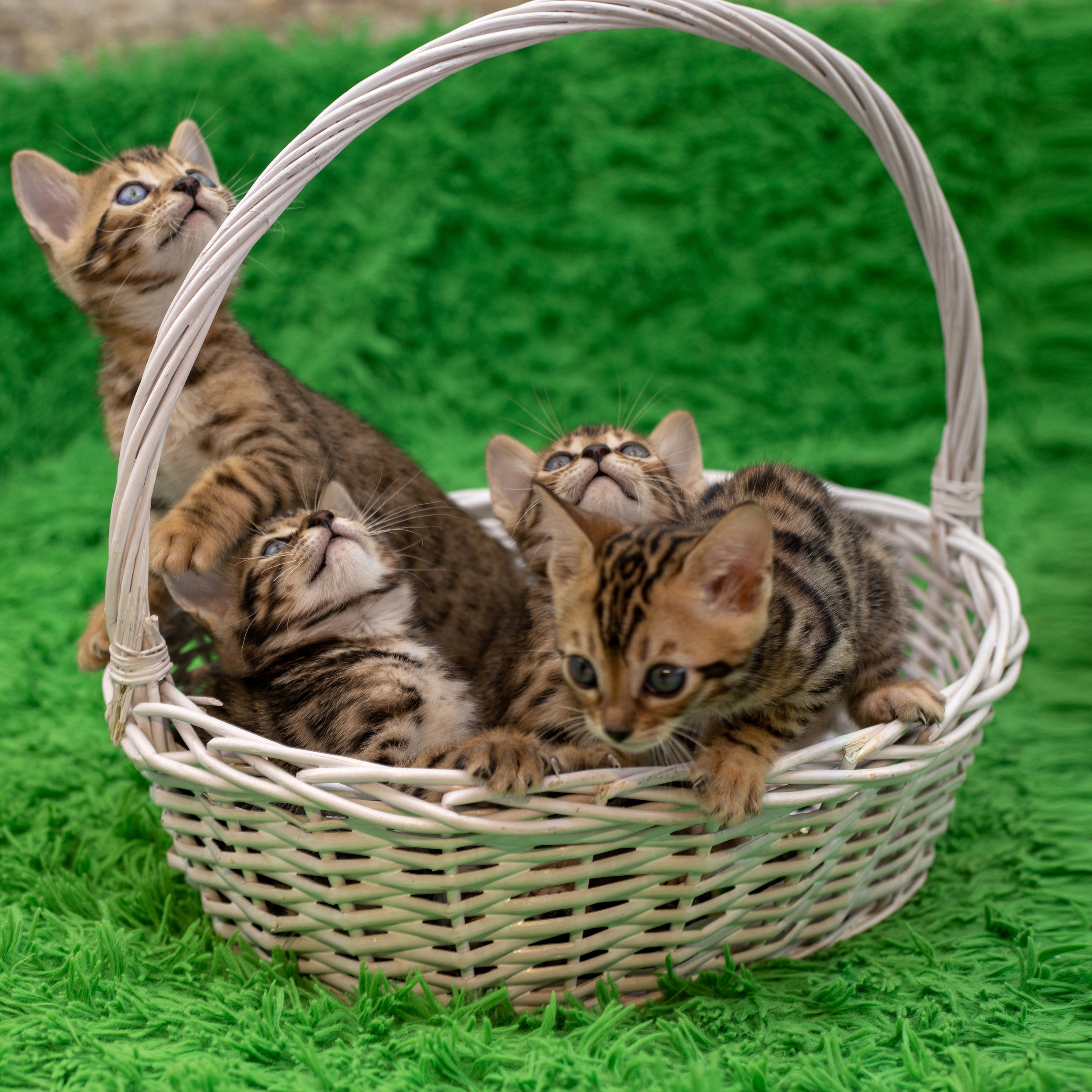 Для настроения. Семейный и детский фотограф Светлана Котик Спасск-Дальний, Владивосток, Приморский край