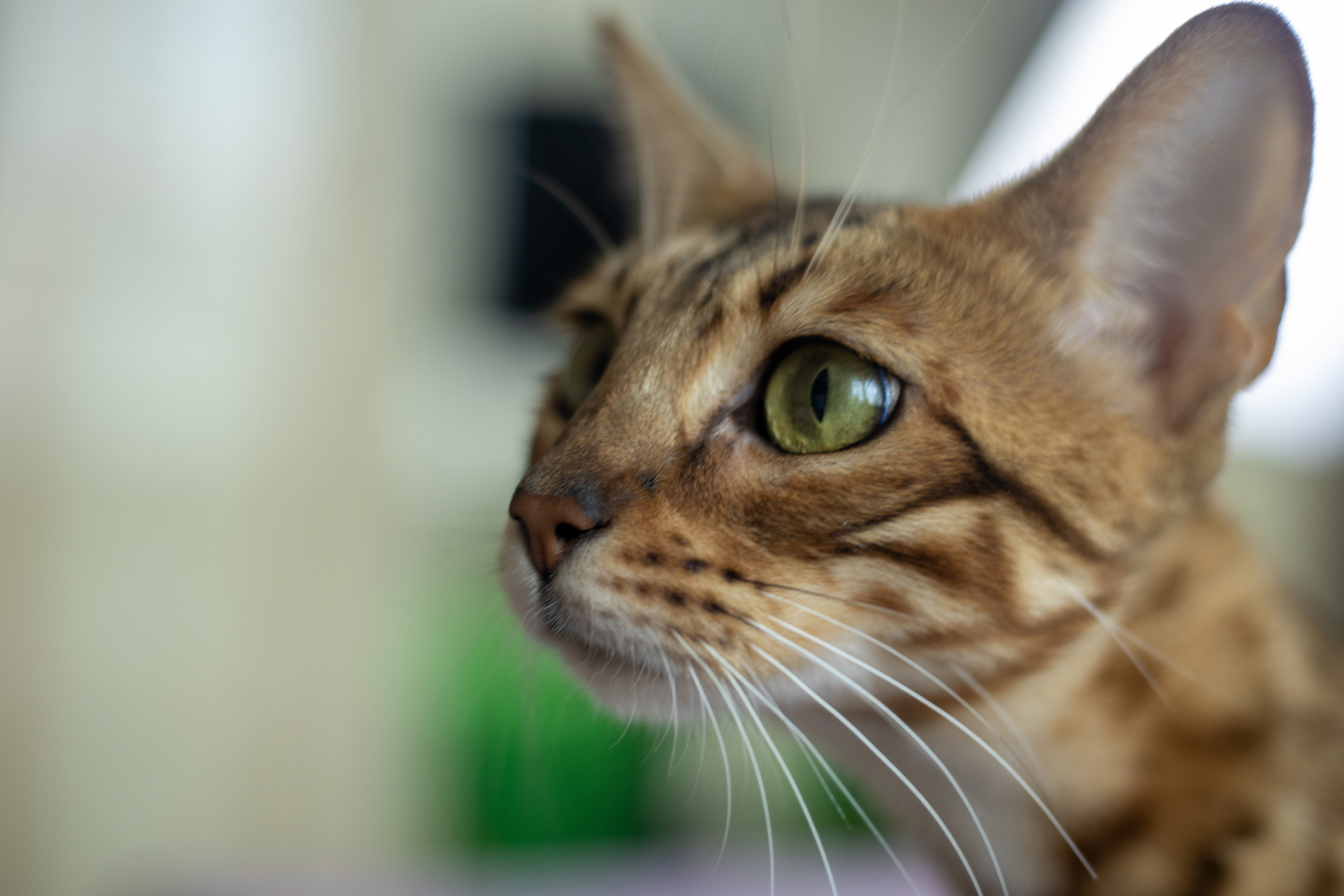 Для настроения. Семейный и детский фотограф Светлана Котик Спасск-Дальний, Владивосток, Приморский край