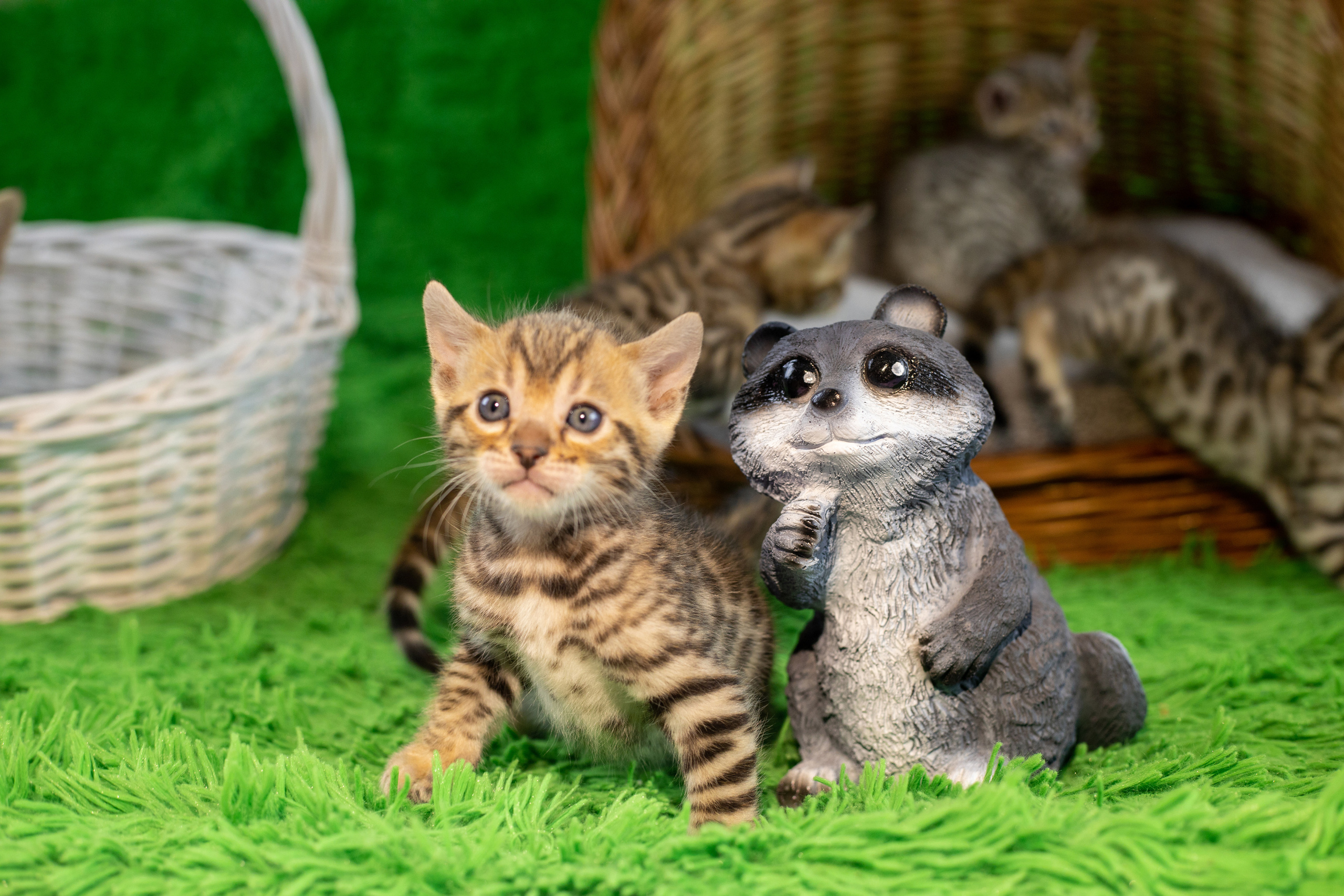 Для настроения. Семейный и детский фотограф Светлана Котик Спасск-Дальний, Владивосток, Приморский край