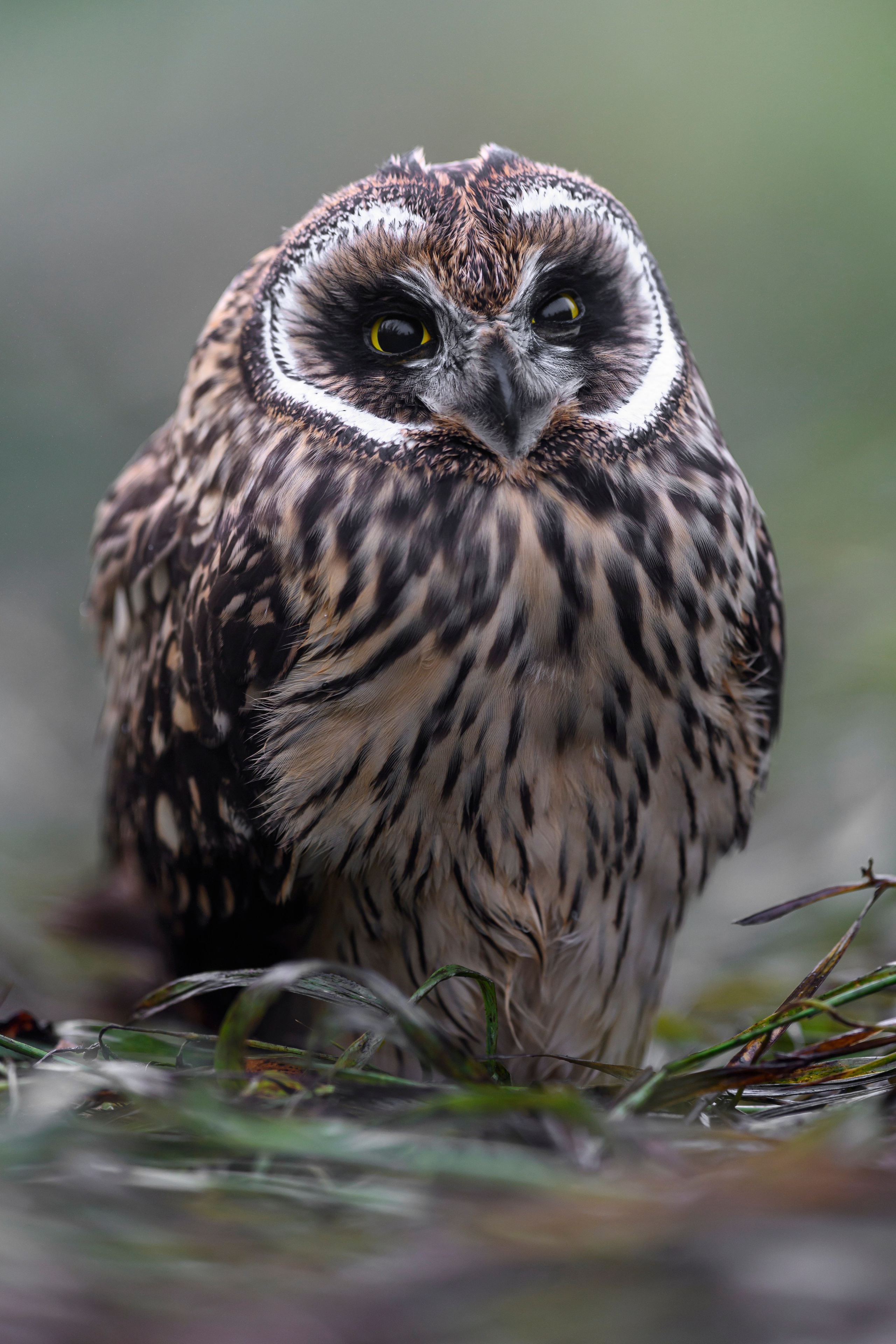 Short eared owl. Wildlife photography by Sergey Puponin