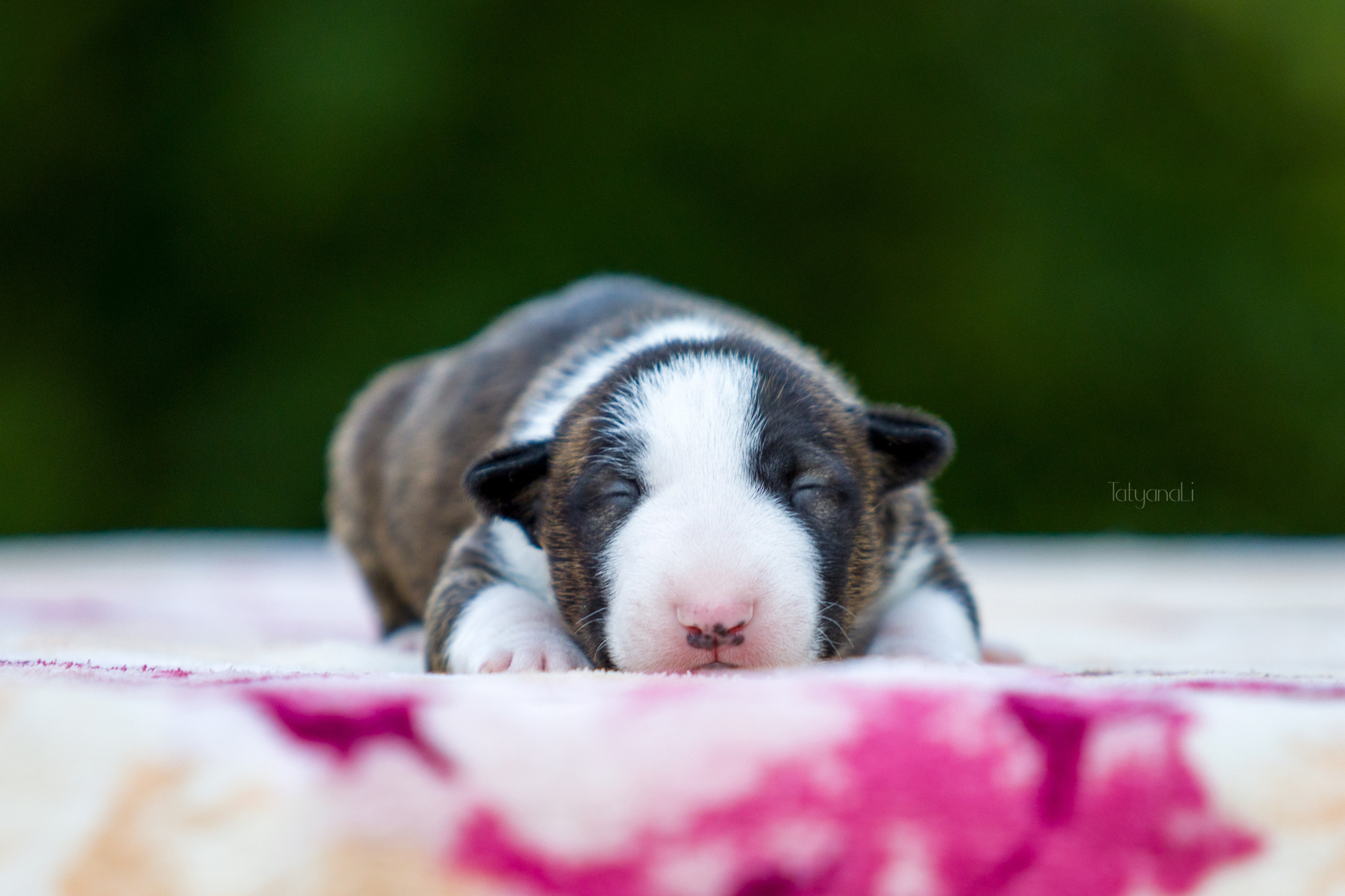 Стандартный бультерьер. Фотограф — анималист Татьяна Ли