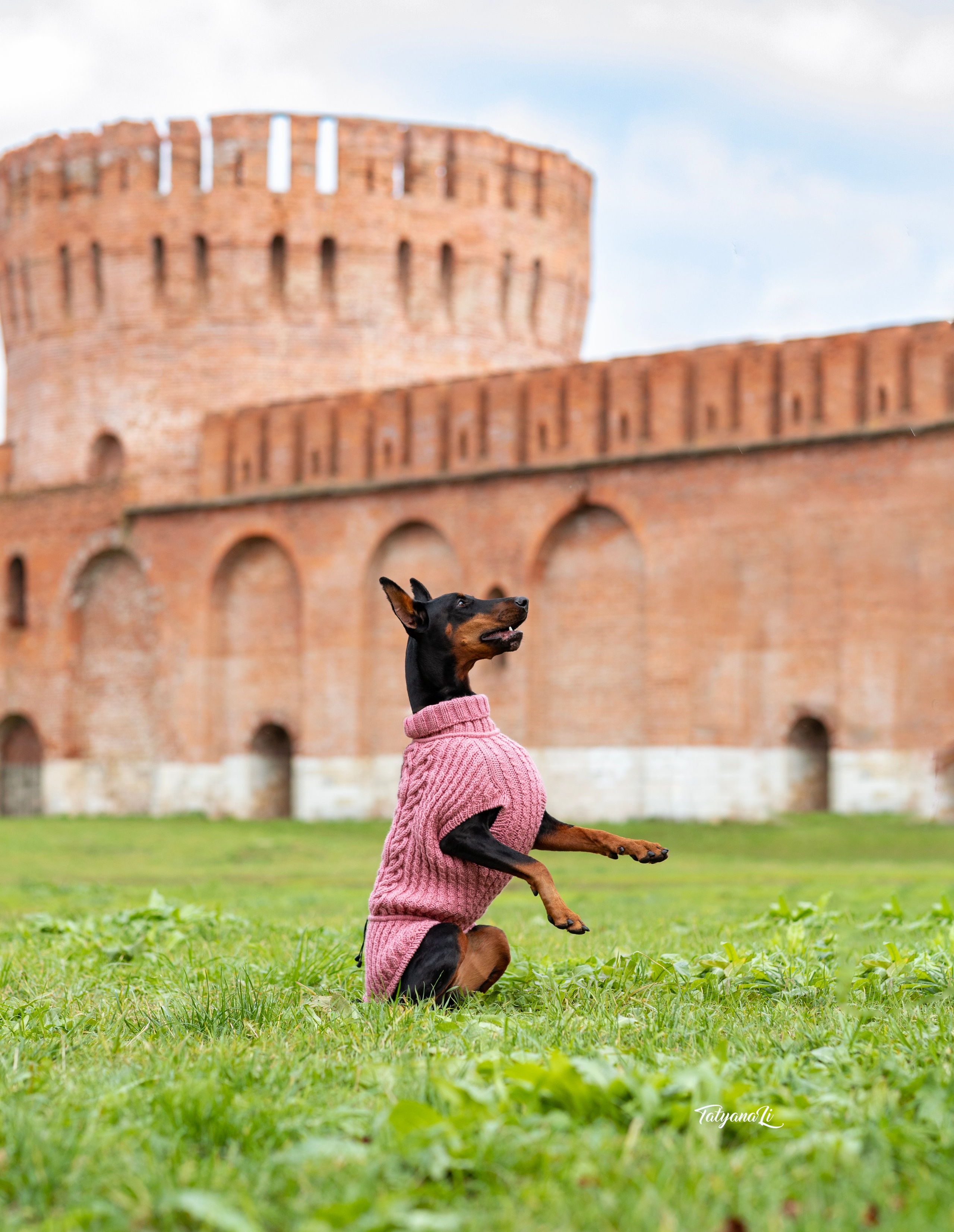 Доберман. Фотограф — анималист Татьяна Ли