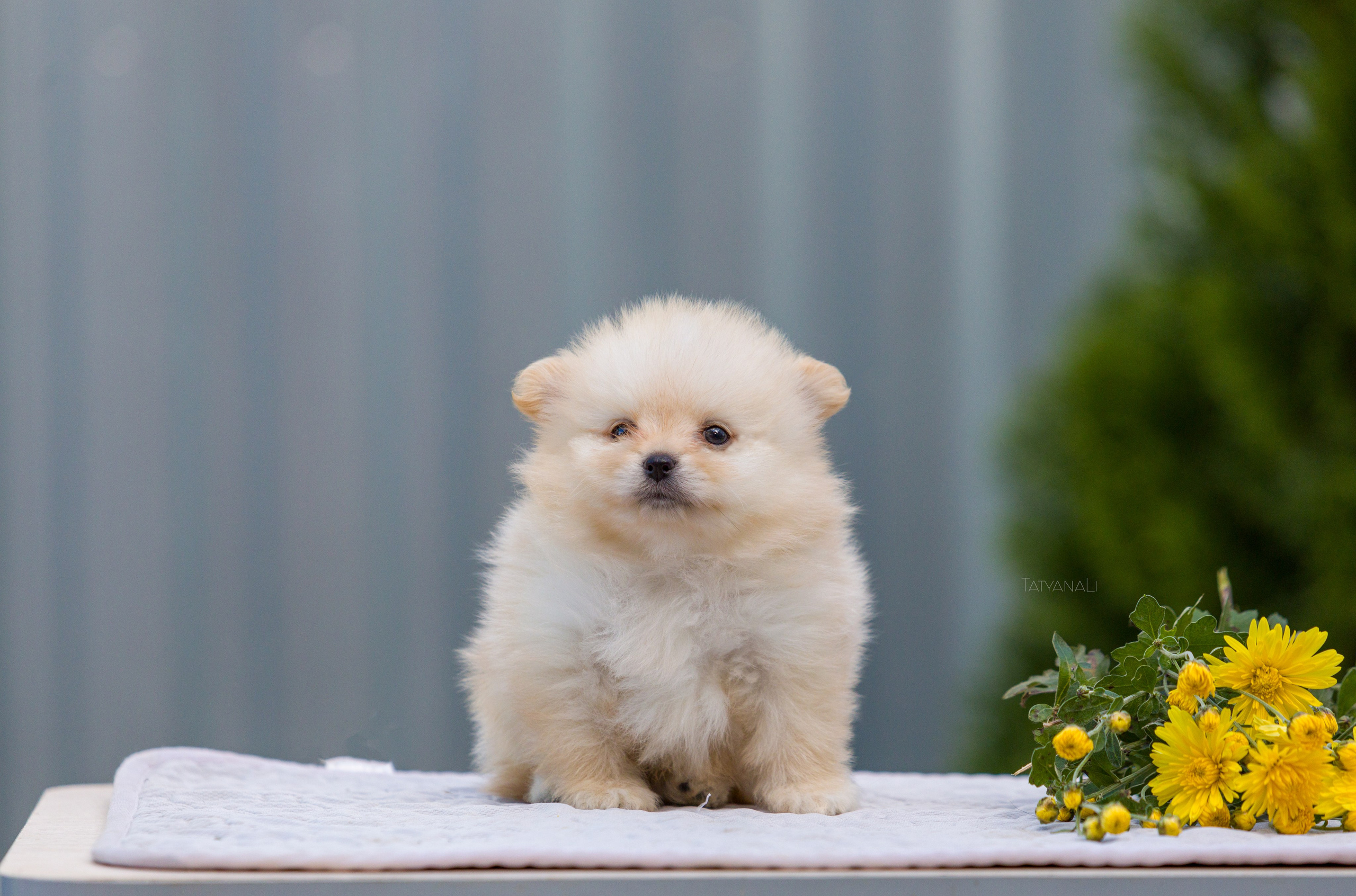 Немецкий шпиц миниатюрный. Фотограф — анималист Татьяна Ли