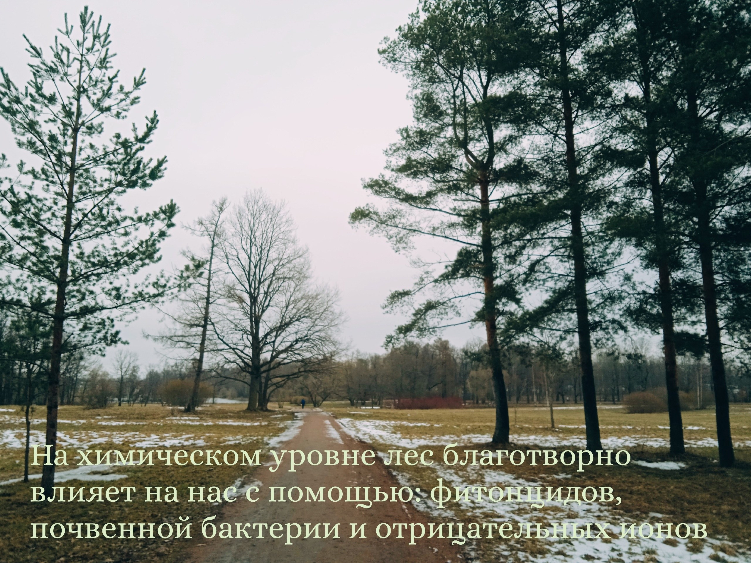 синрин-йоку