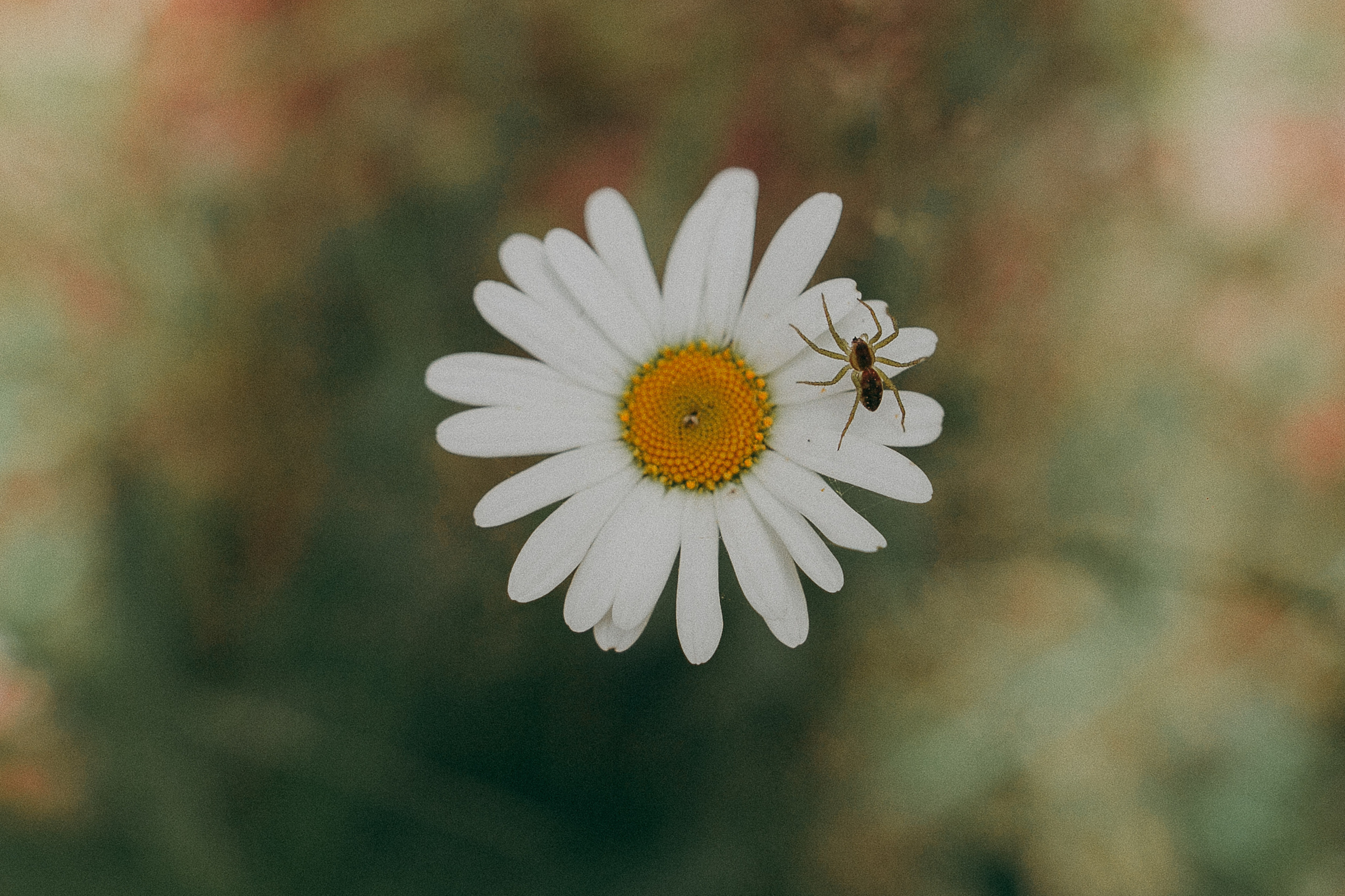 Племя Михайловых. Wedding photographers Tbilisi Georgia Alex and Polly