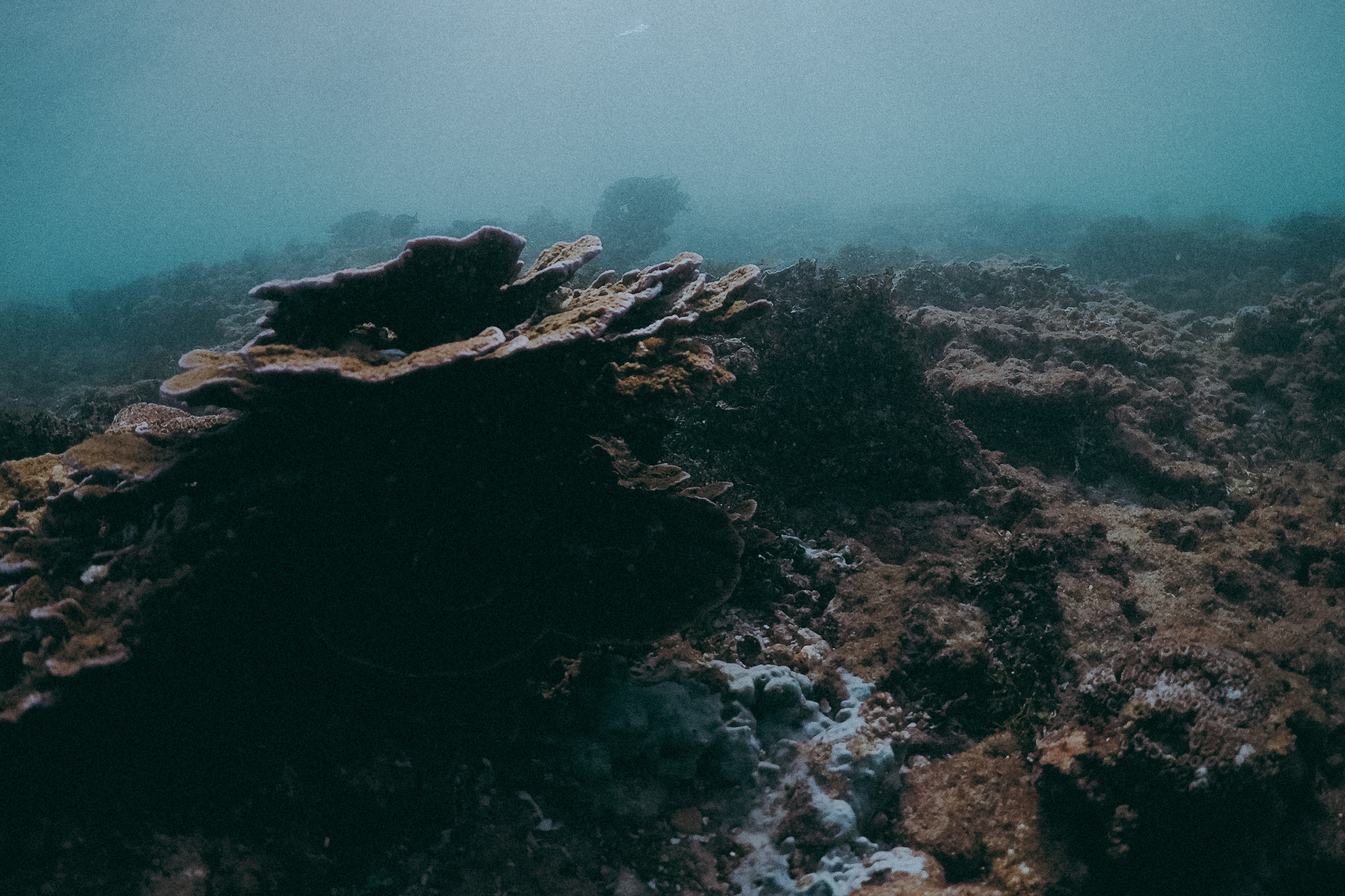 Паула. Свадебный фотограф Грузия Alex and Polly