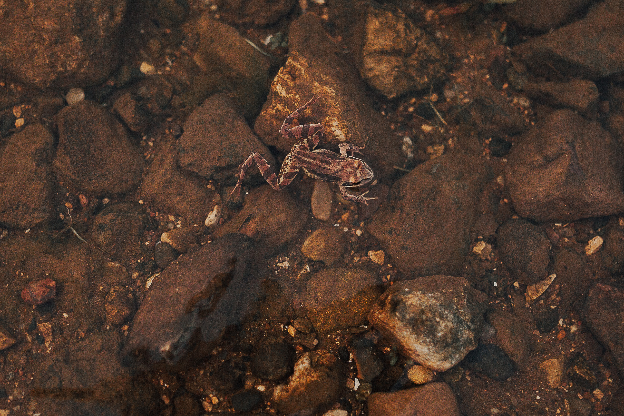 Виктория, Кирилл, Эмилия и Даниэль. Wedding photographers Tbilisi Georgia Alex and Polly