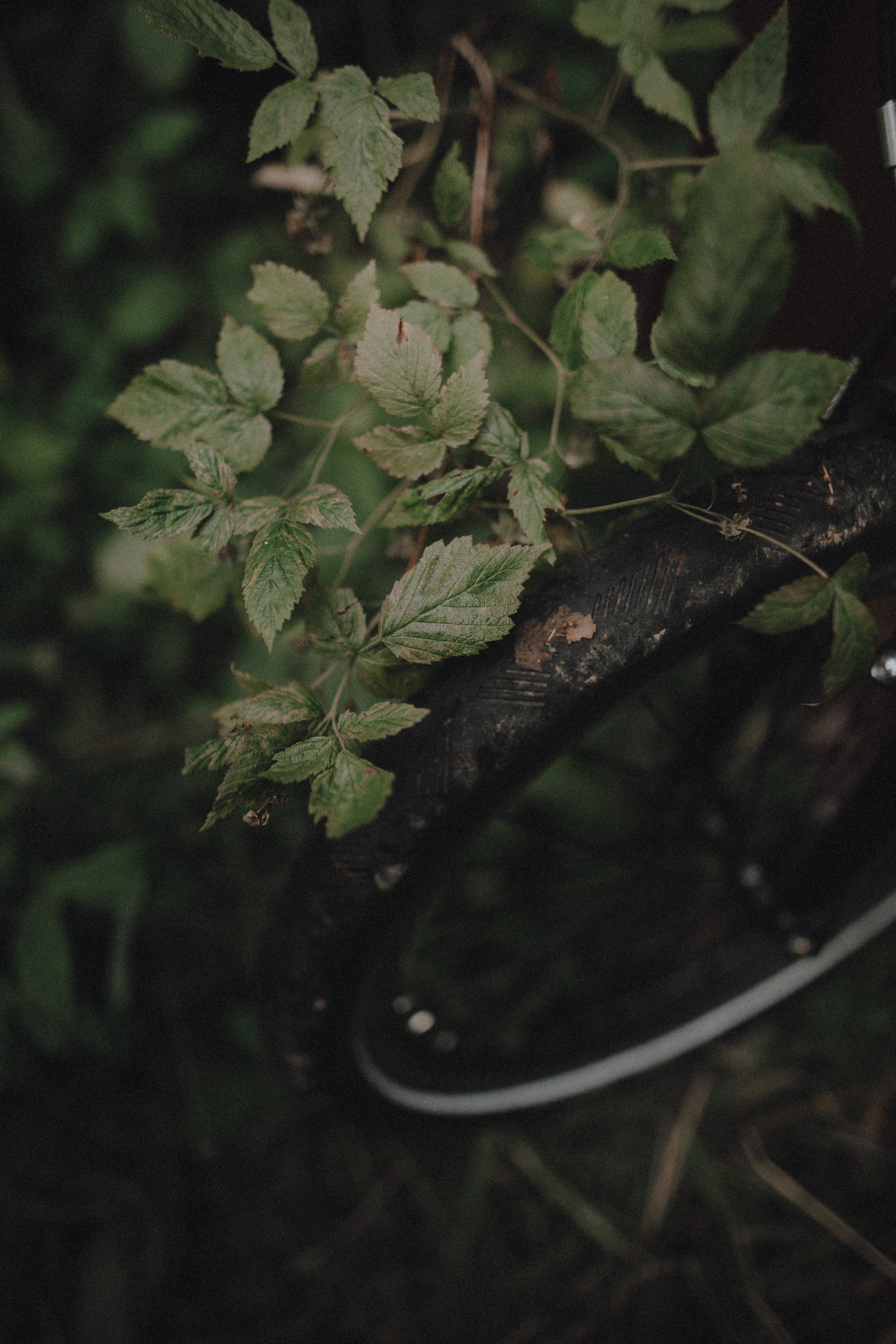 Настя. Свадебный фотограф Грузия Alex and Polly