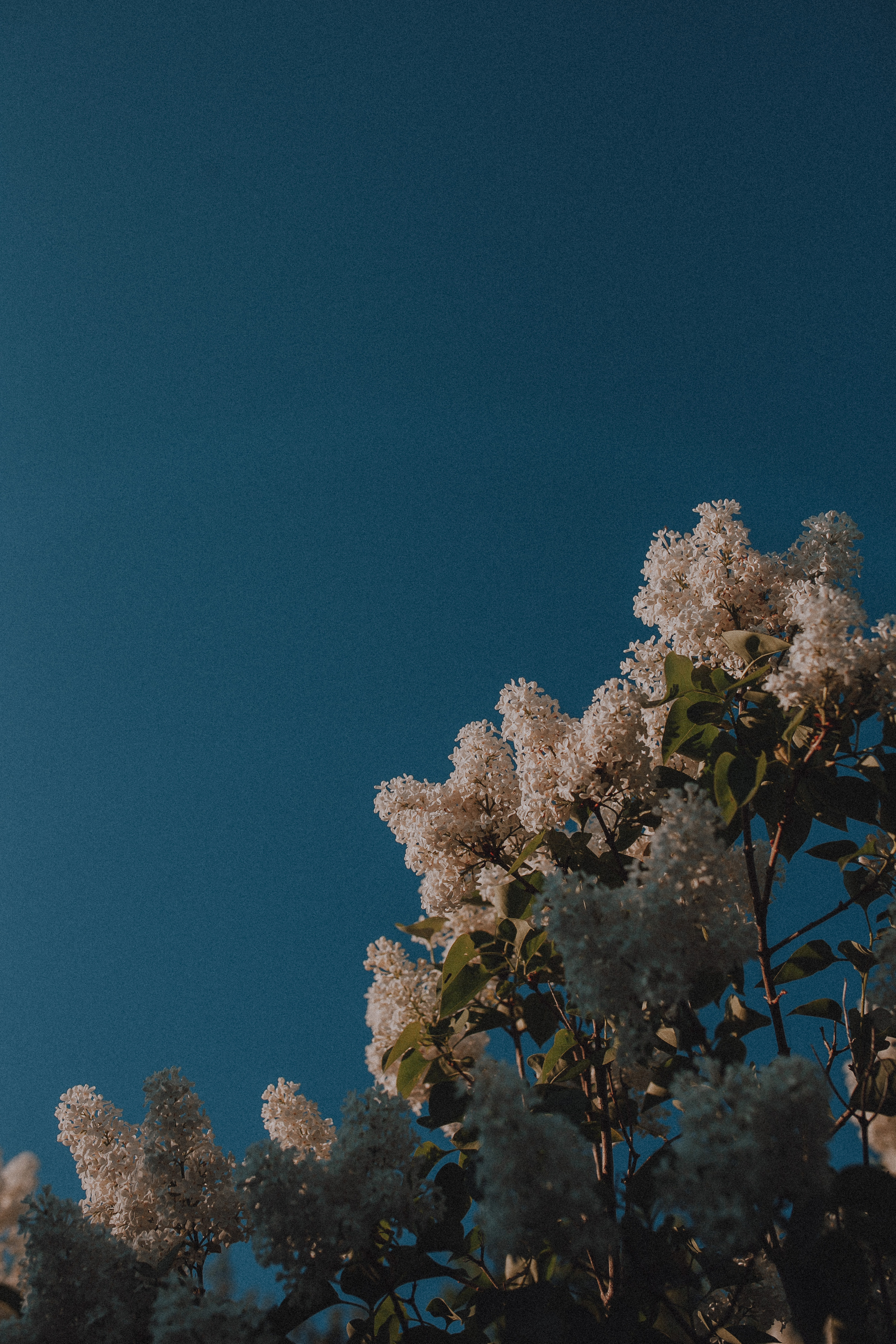 Надя и Леша. Wedding photographers Tbilisi Georgia Alex and Polly