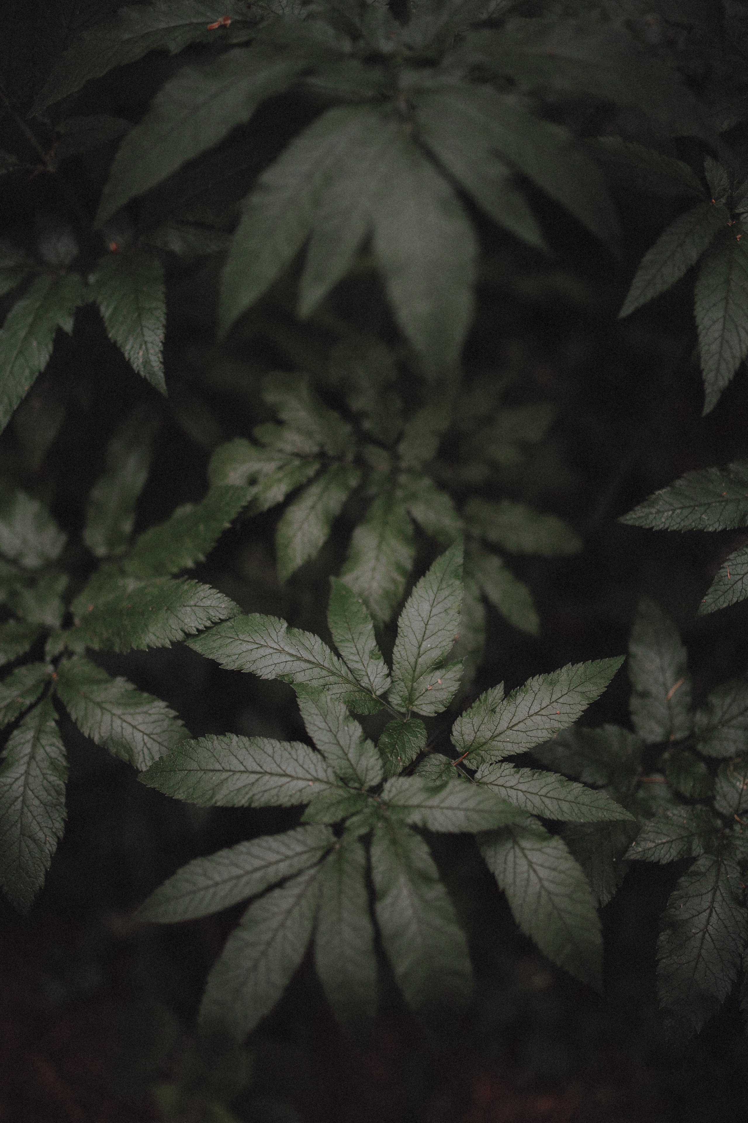 Настя. Свадебный фотограф Грузия Alex and Polly