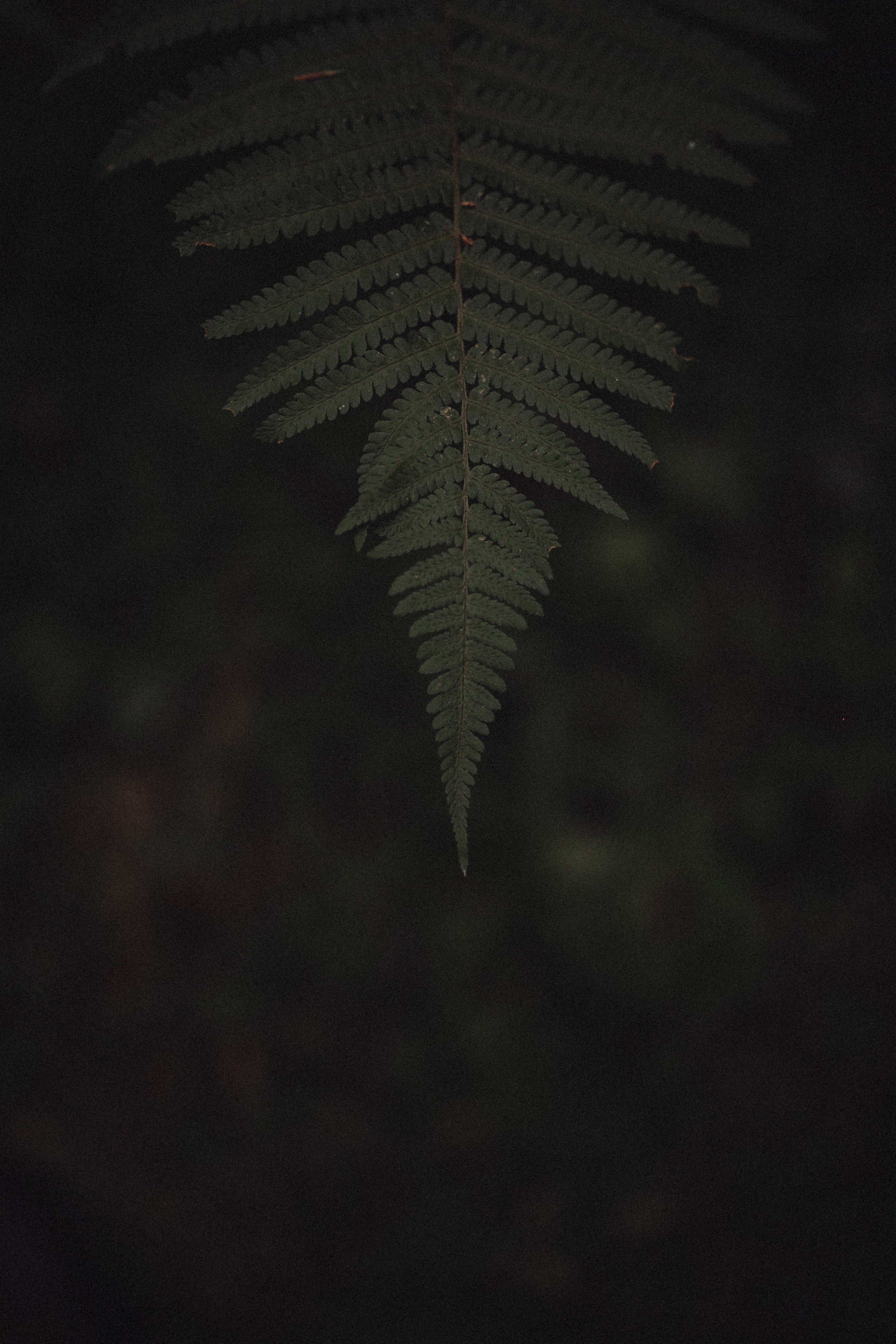 Настя. Свадебный фотограф Грузия Alex and Polly