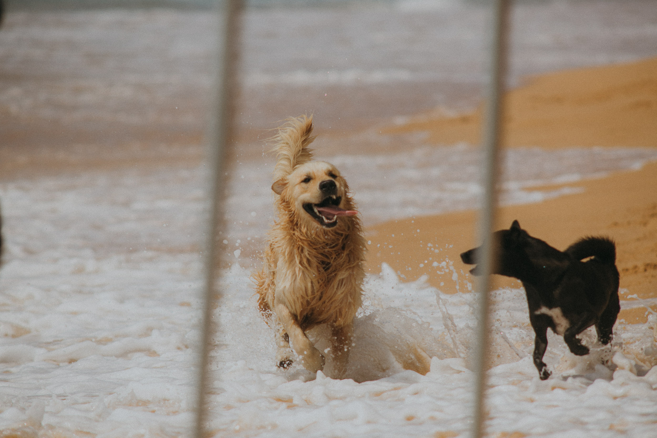 Red Bull Ride my wave. Wedding photographers Tbilisi Georgia Alex and Polly