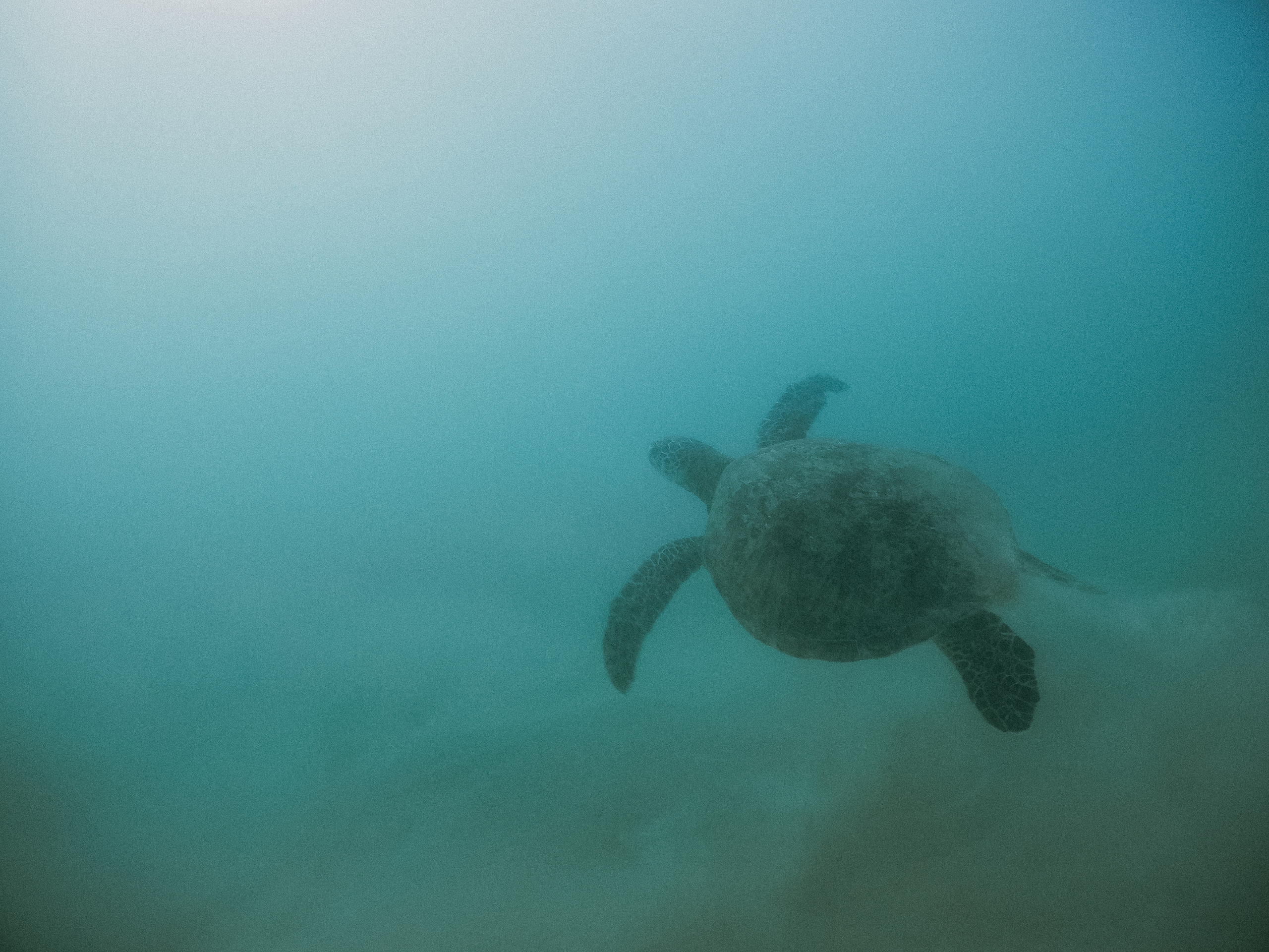 Лена и Майи. Wedding photographers Tbilisi Georgia Alex and Polly