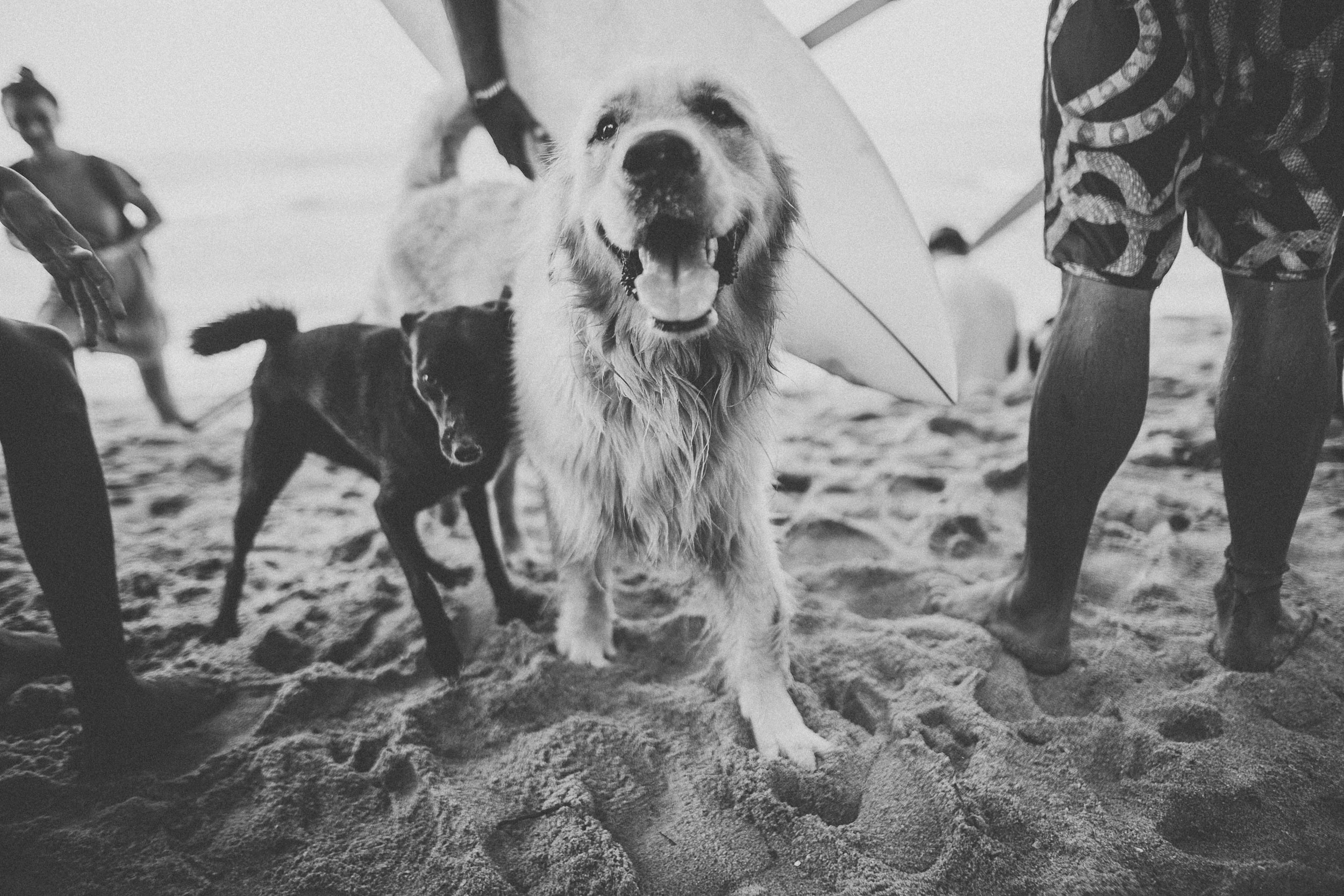 Red Bull Ride my wave. Wedding photographers Tbilisi Georgia Alex and Polly