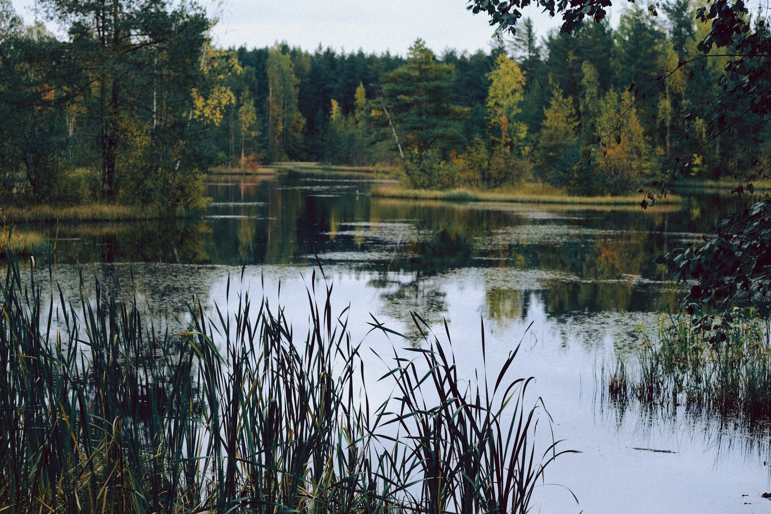 Осеняя прогулка. Профессиональный фотограф, Санкт-Петербург — Виктория Богомолова