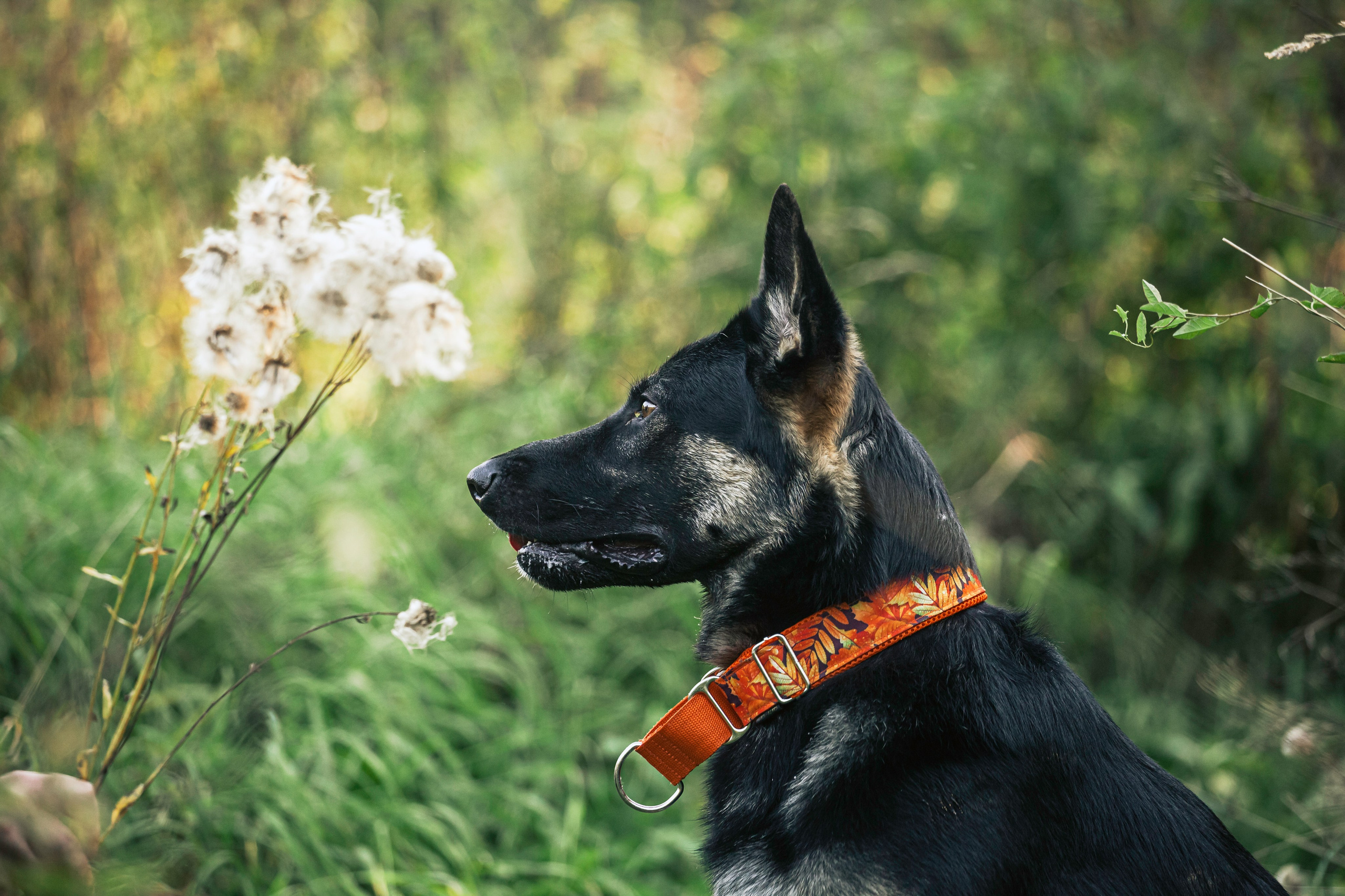 Илай. Фотограф-анималист Татьяна Степанова