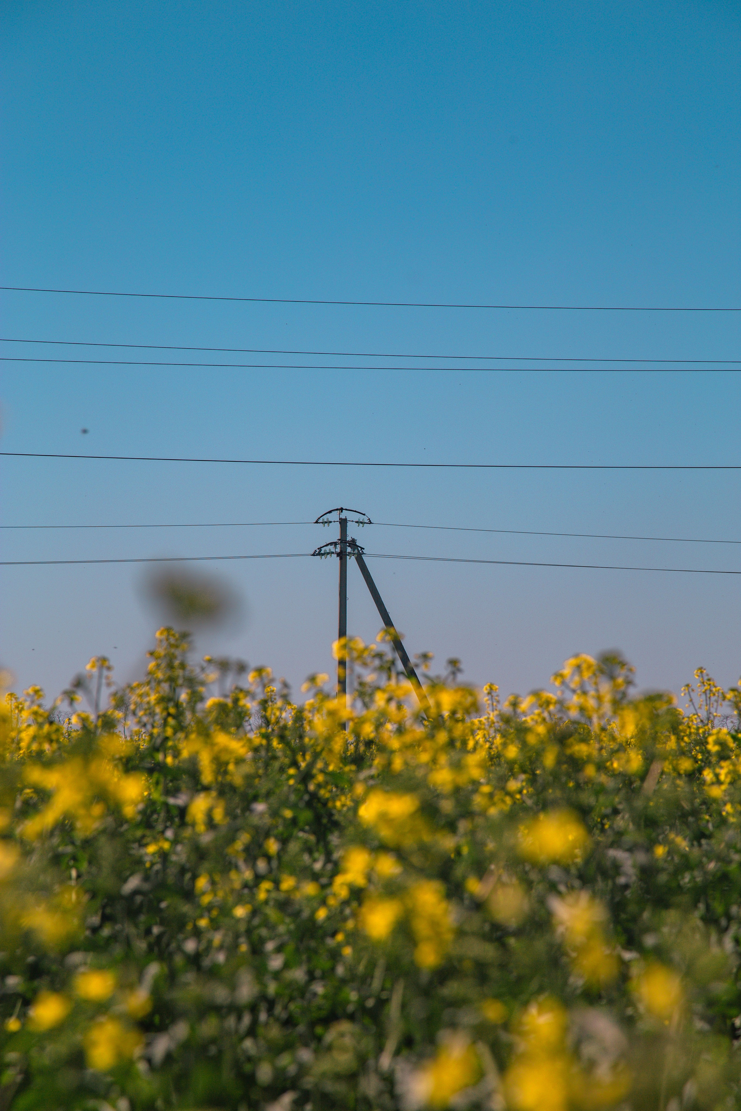 Рапсовые поля. Dmitriy [KCCC] is a pretty cool photographer