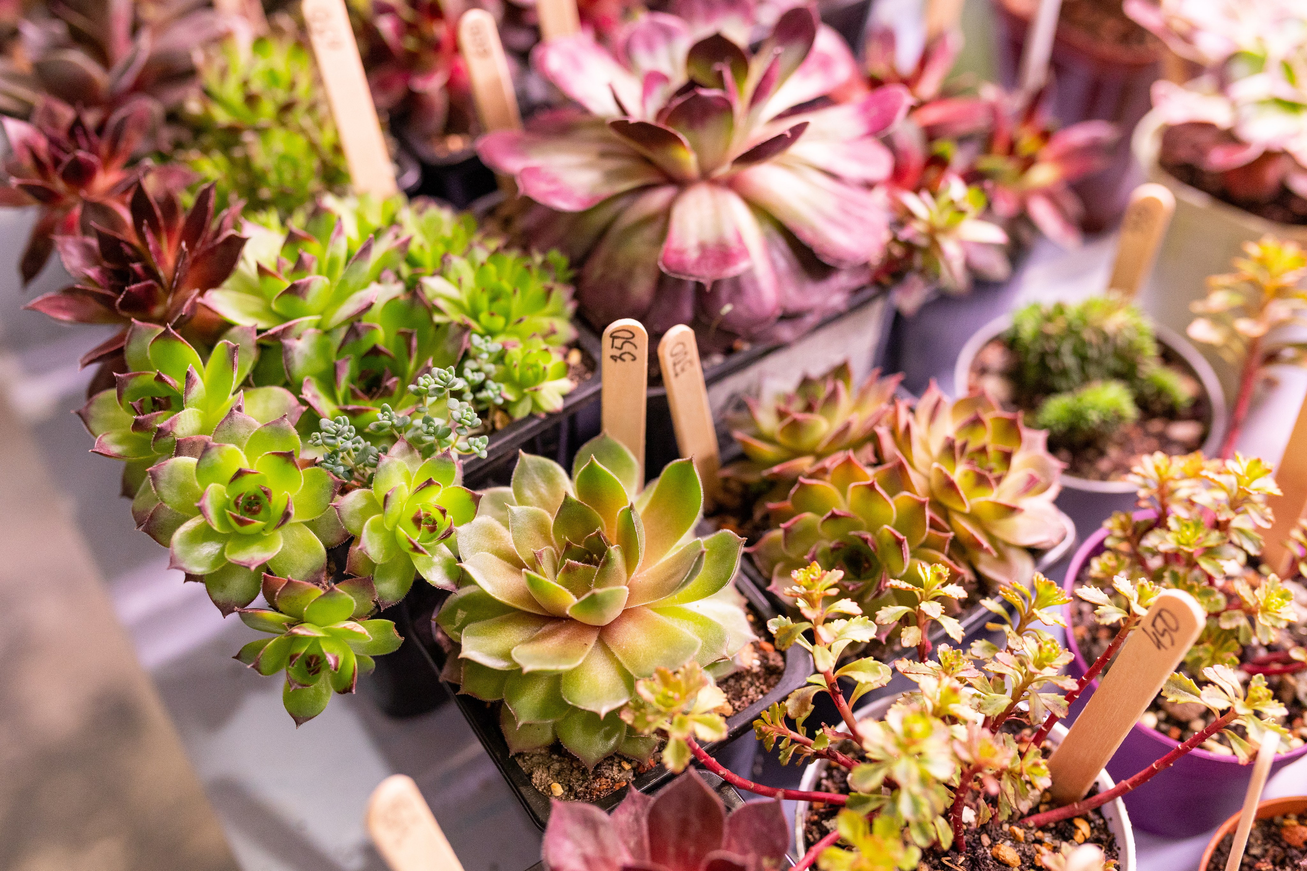 Meza market 2024. Александра Куликова фотограф, Москва