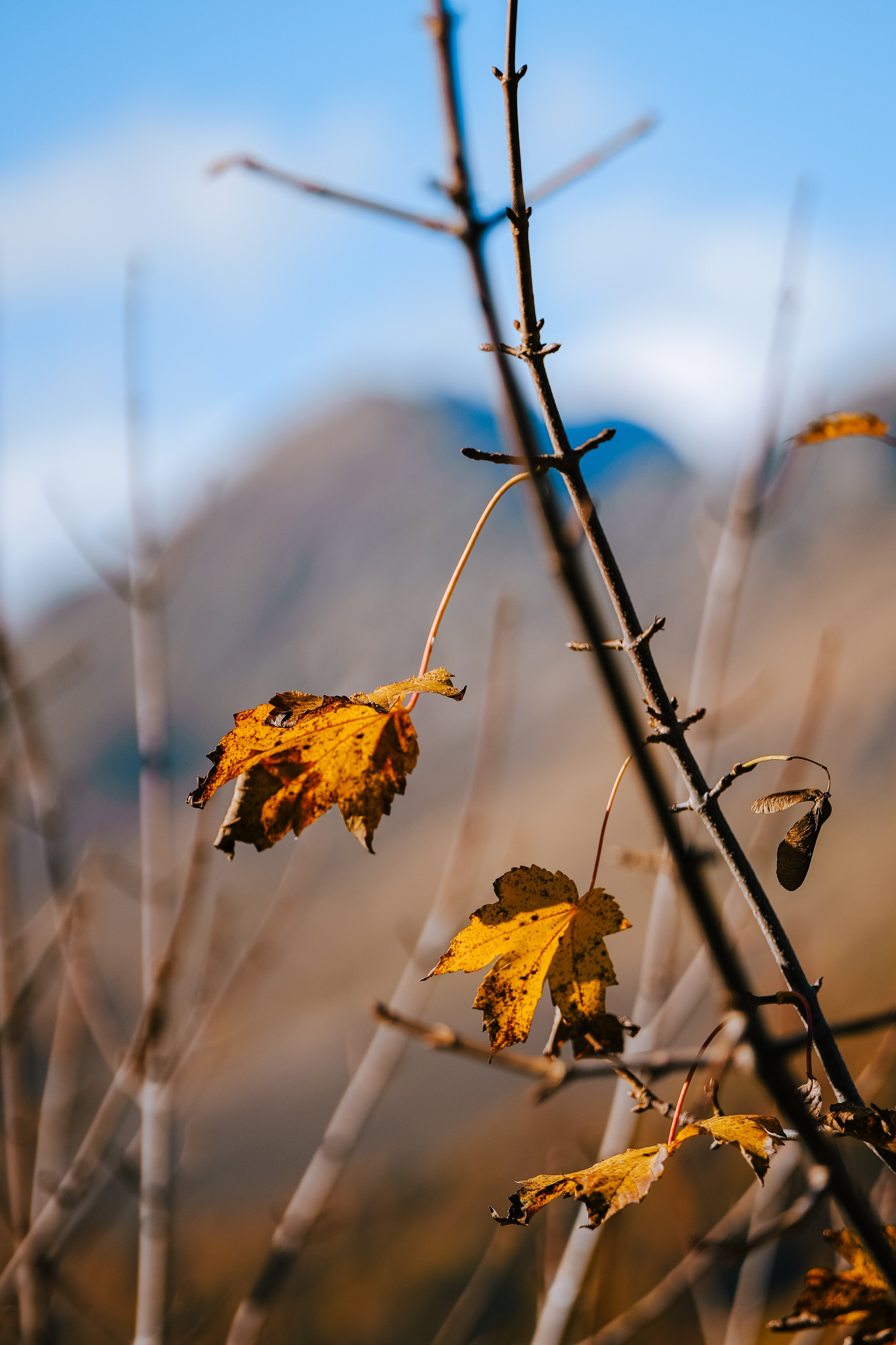 Роза Пик, тропа Турья ✽ Октябрь. Репортажный фотограф | Роза Хутор Красная Поляна Сочи Сириус