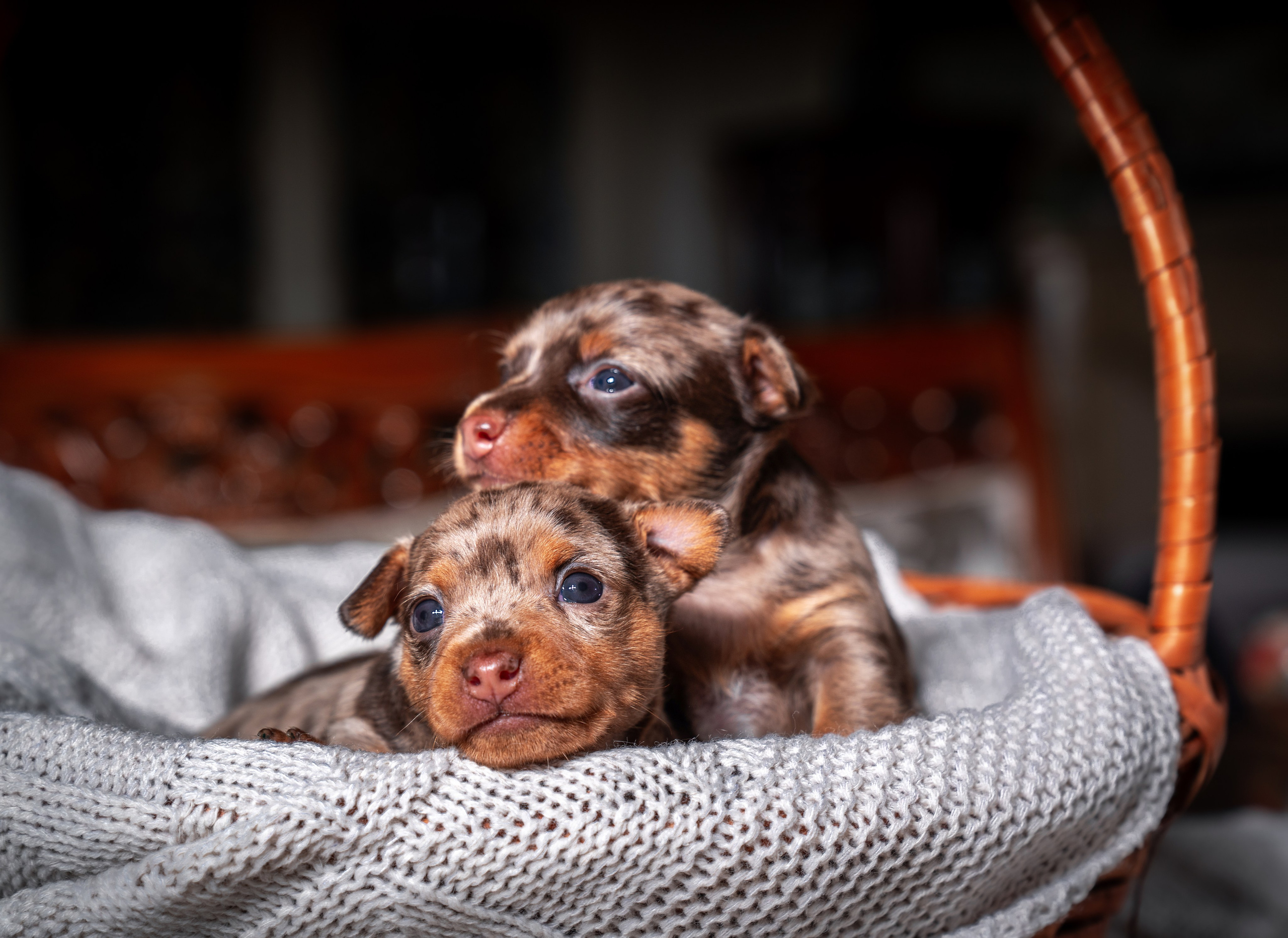 ФОТОПАМЯТЬ ВАШИХ ЭМОЦИЙ. Фотограф-анималист, семейный фотограф в Москве и Подмосковье. Фотосъёмка кинологических дисциплин