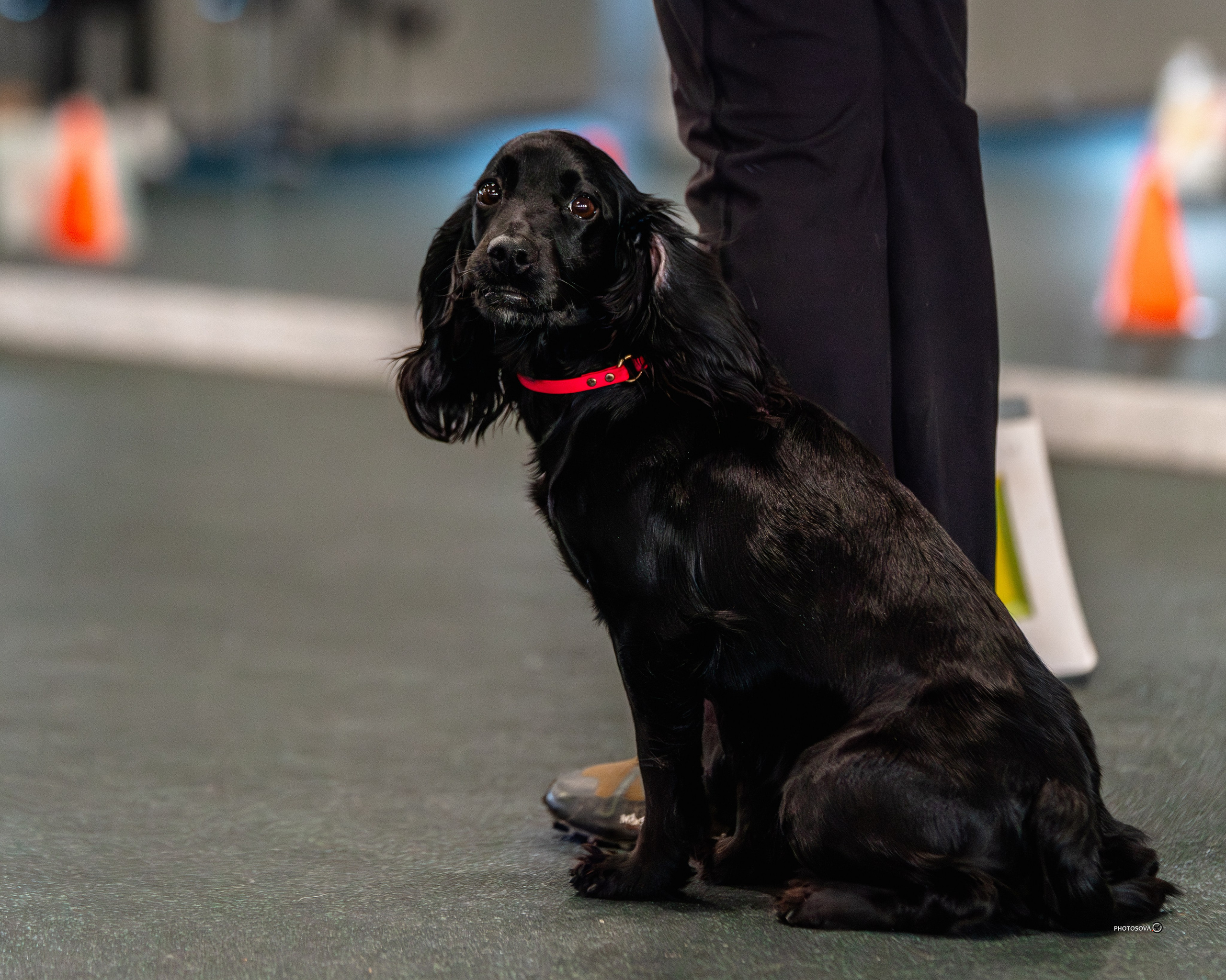 ТЫ И Я (соревнования по ралли-обидиенс). Фотограф-анималист, семейный фотограф в Москве и Подмосковье. Фотосъёмка кинологических дисциплин