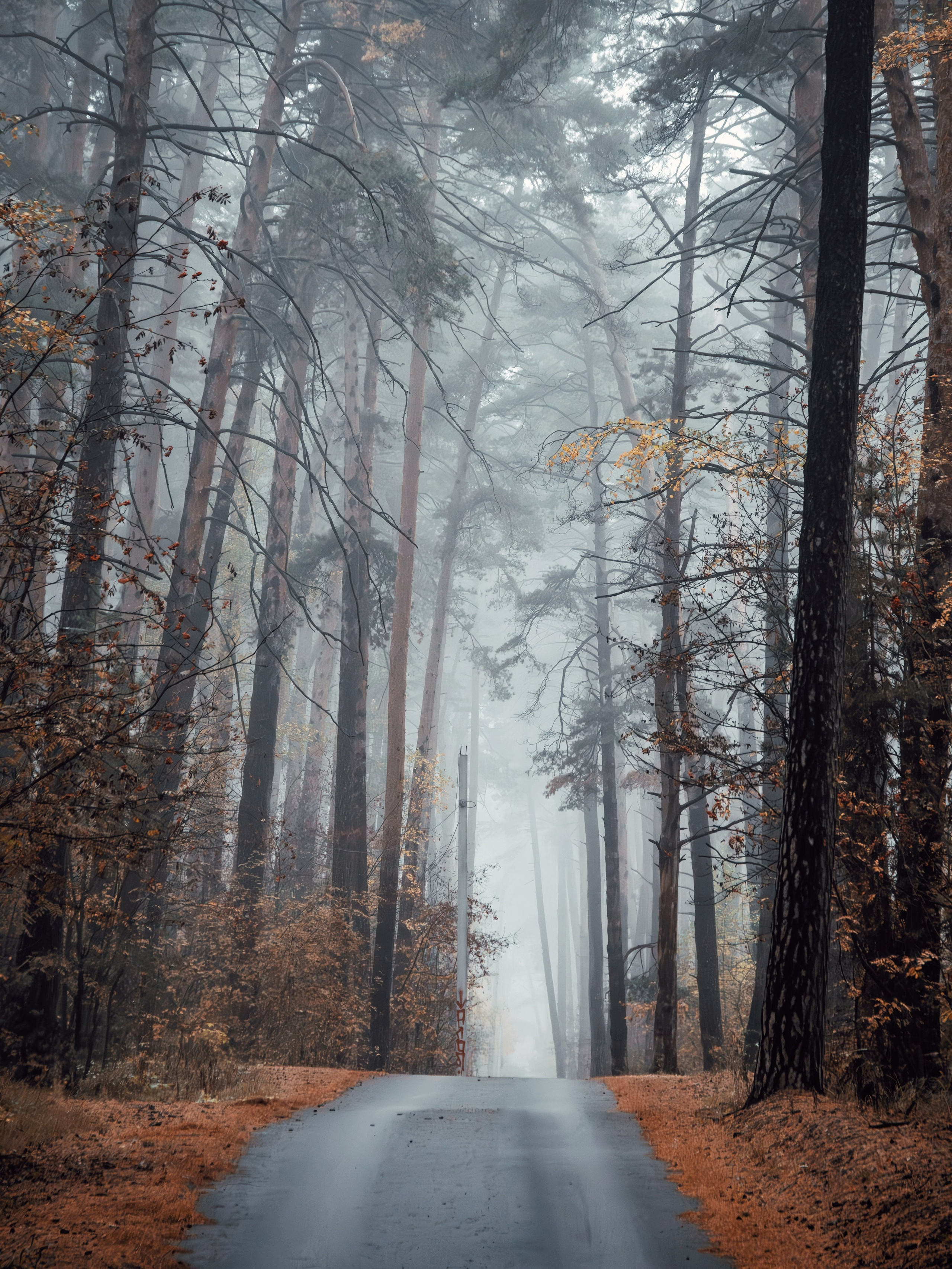 Октябрьский туман. С любовью, фотохудожник