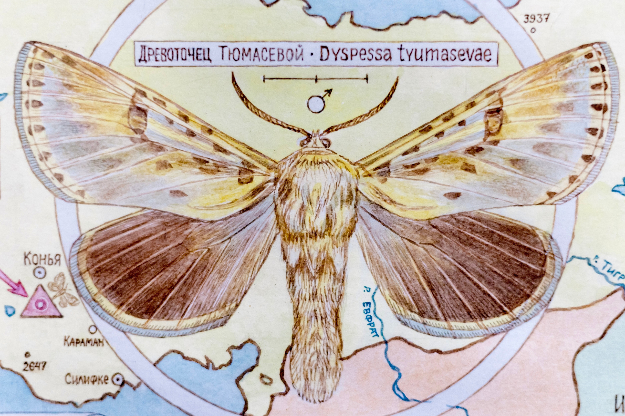 Зоя Ивановна Тюмасева. Профессор, преподаватель русского языка и литературы, энтомолог. Репортажный фотограф Наталья Лапцевич