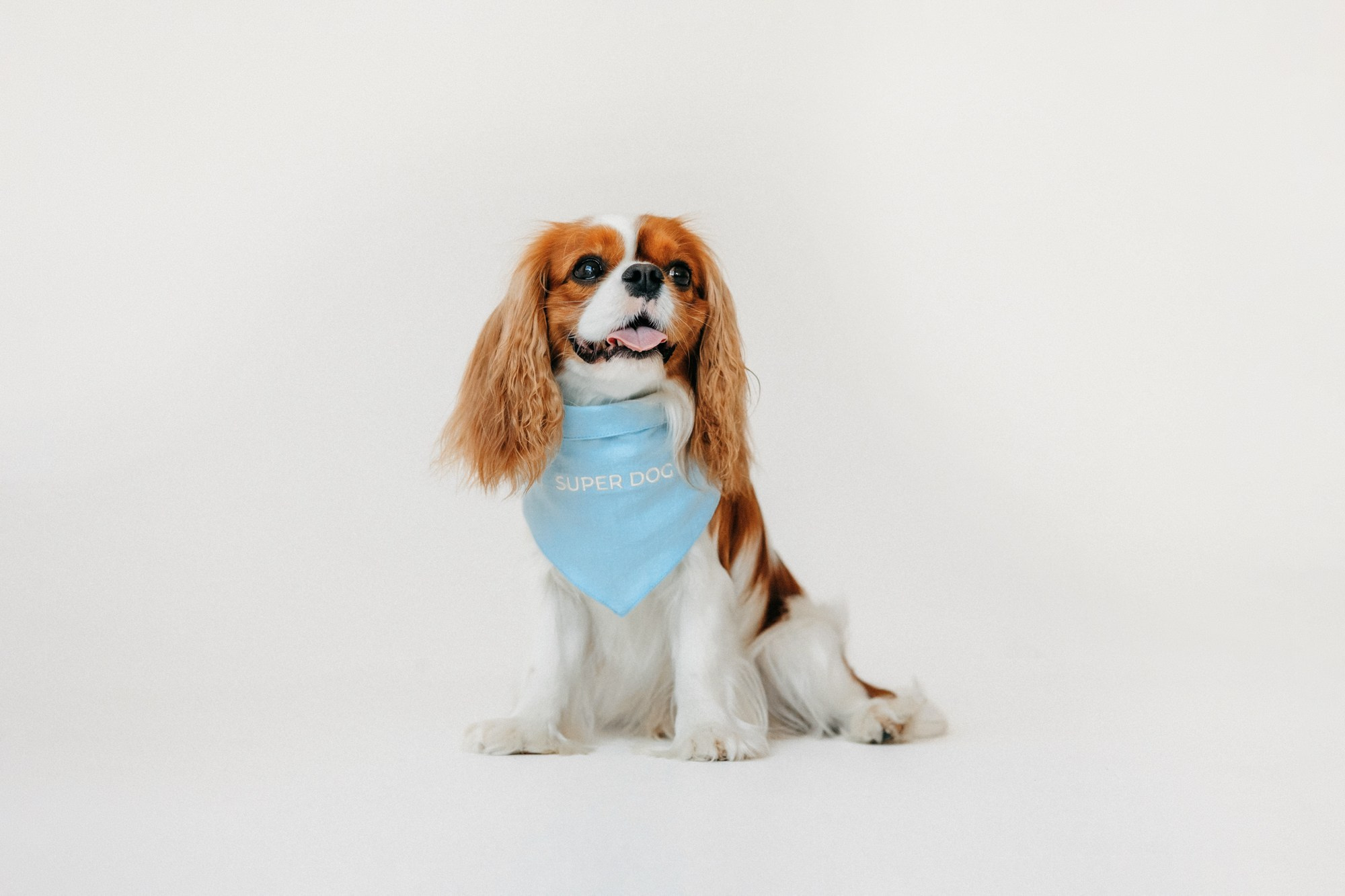 Одежда Lapa`s brand. Фотограф-анималист Елена Радченко, Москва