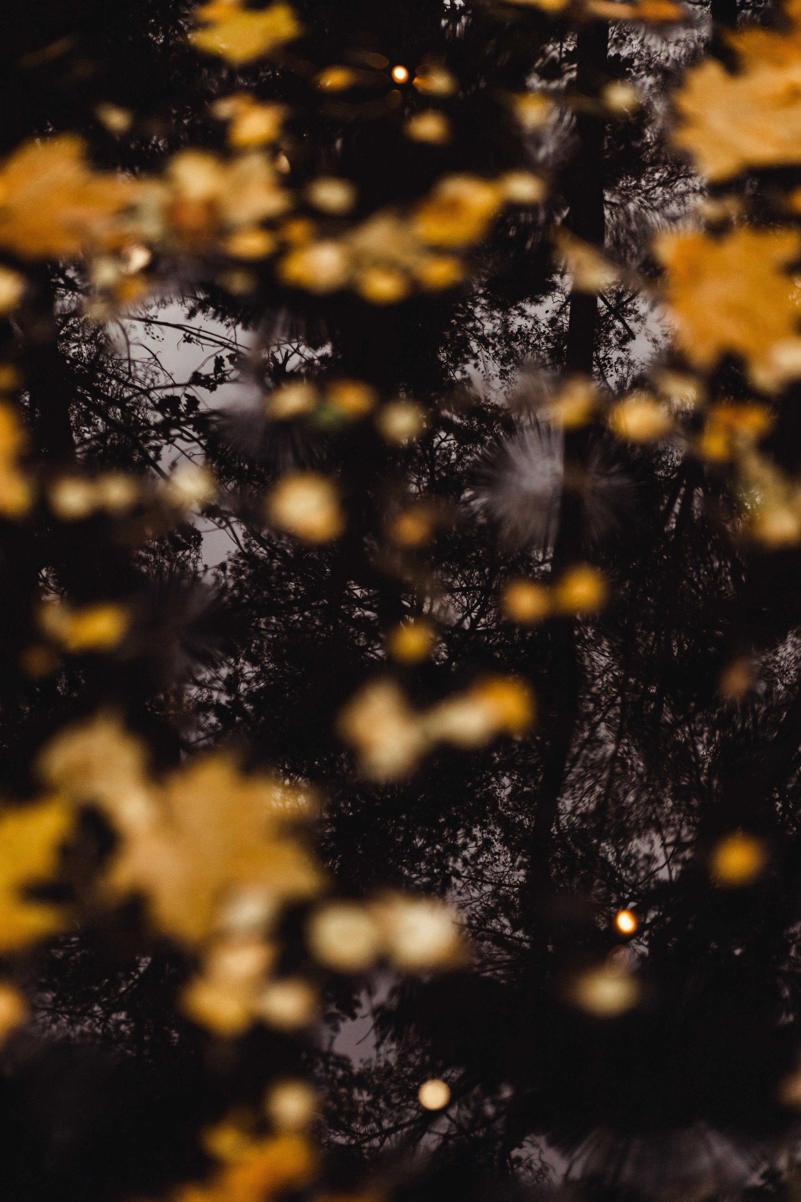 Юлия и Вадим. Фотограф Дубровская Виктория