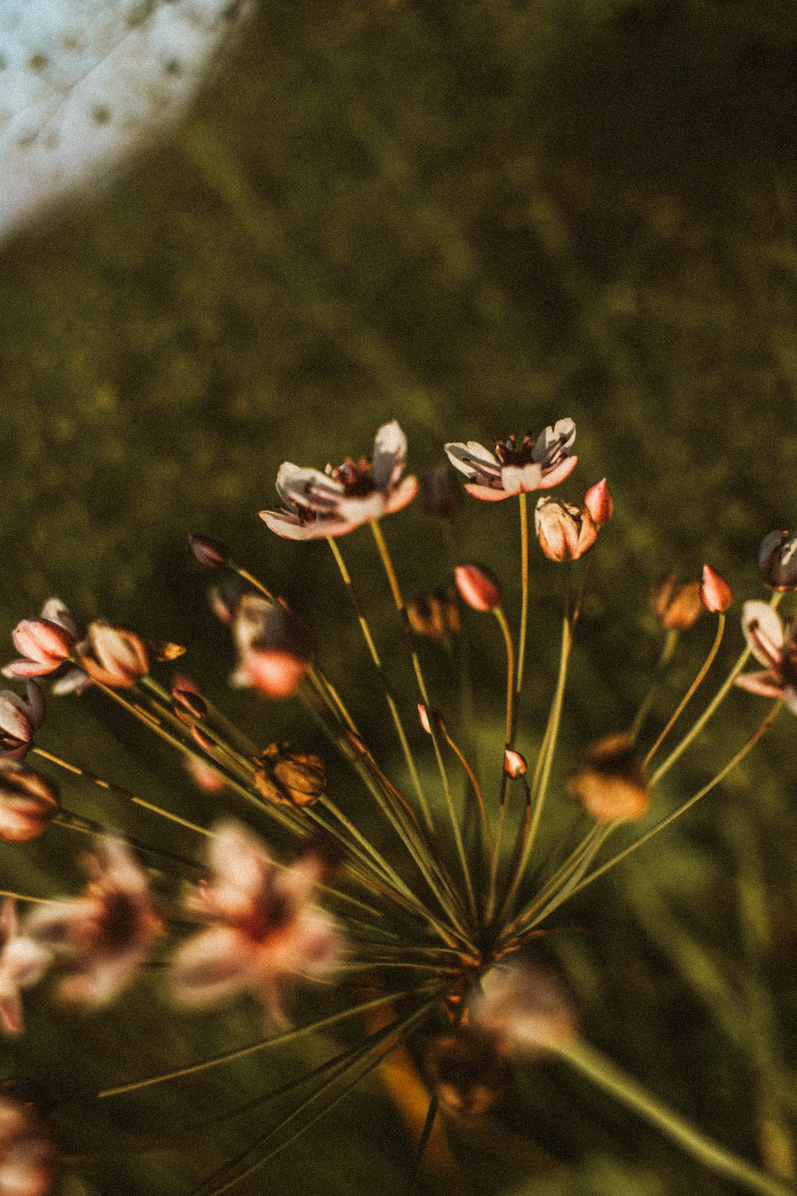 Ирина. Закат на реке. Фотограф в Нижнем Новгороде