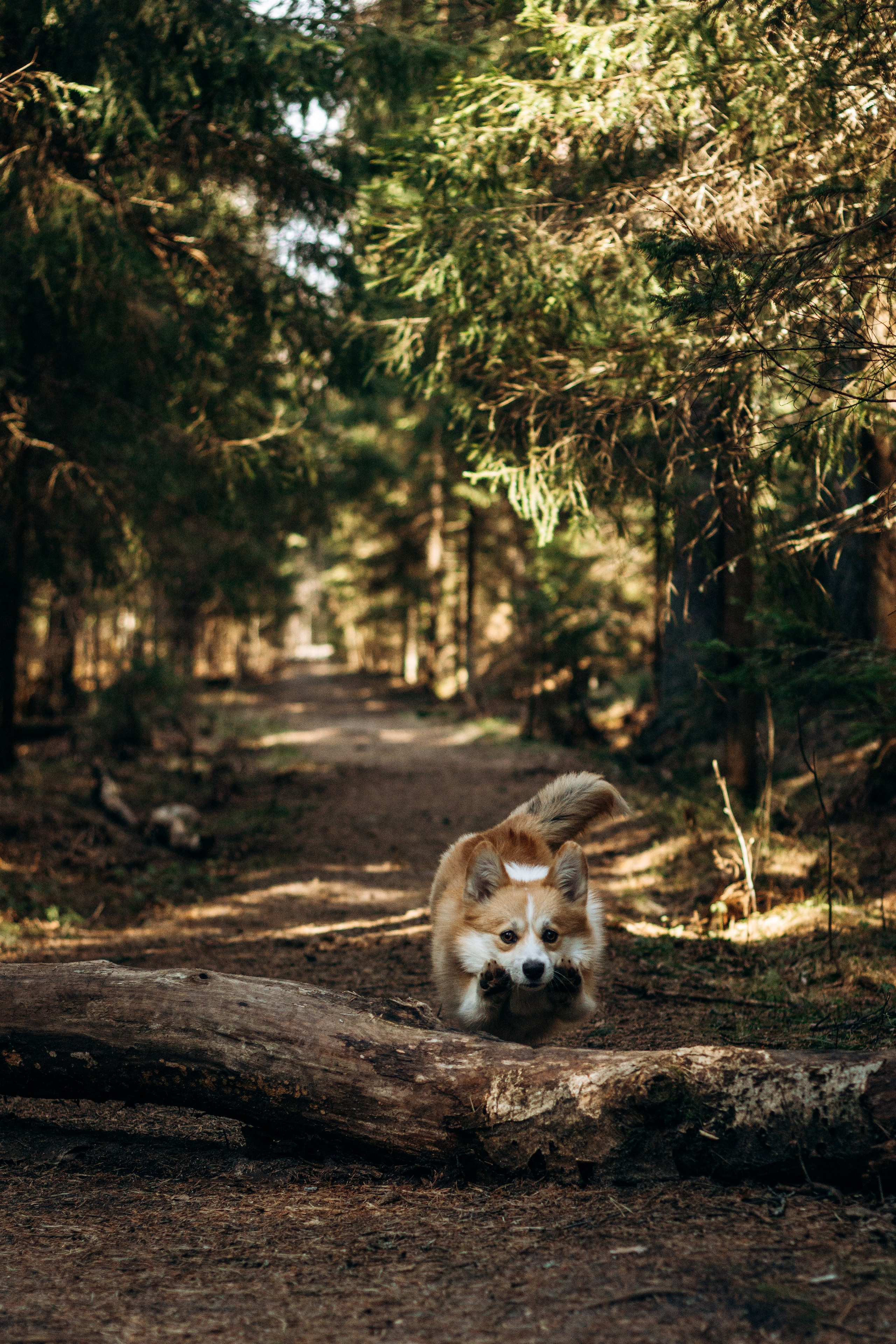 Лиза и Шустрик. Фотограф-анималист в Санкт-Петербурге