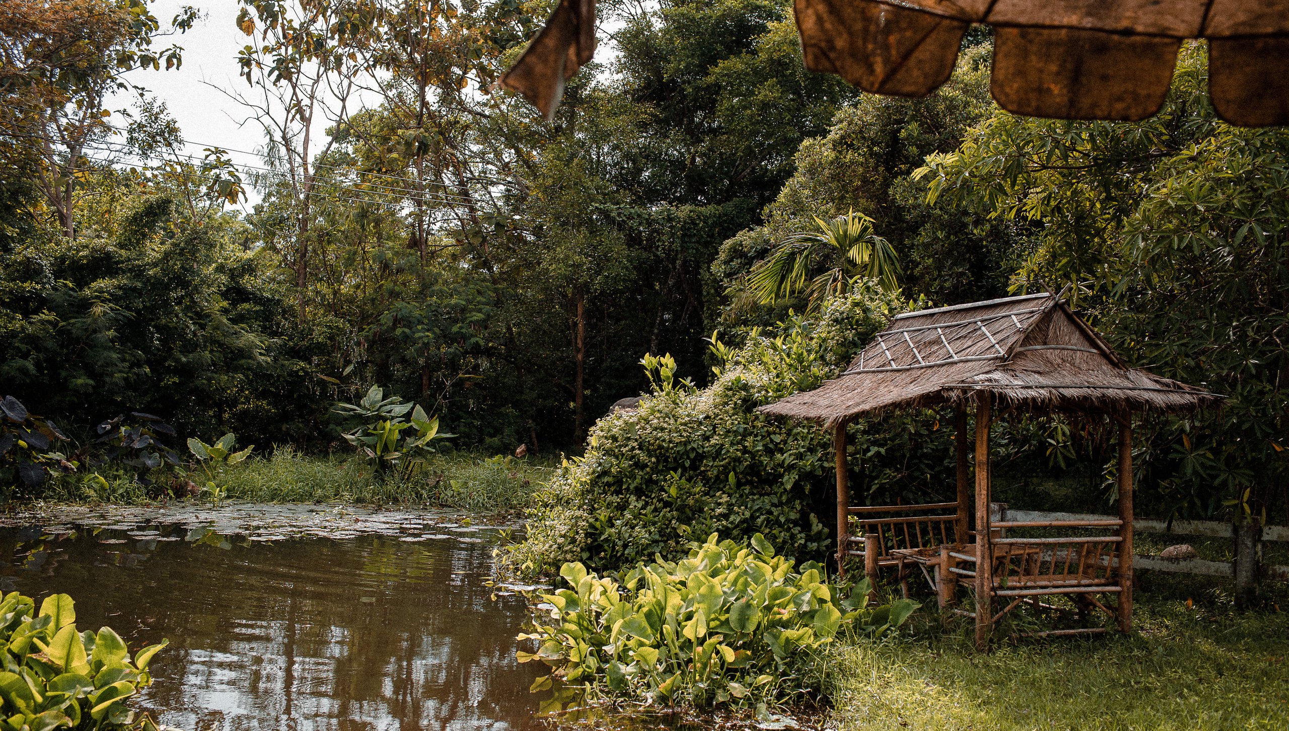 Фотосафари со слоном