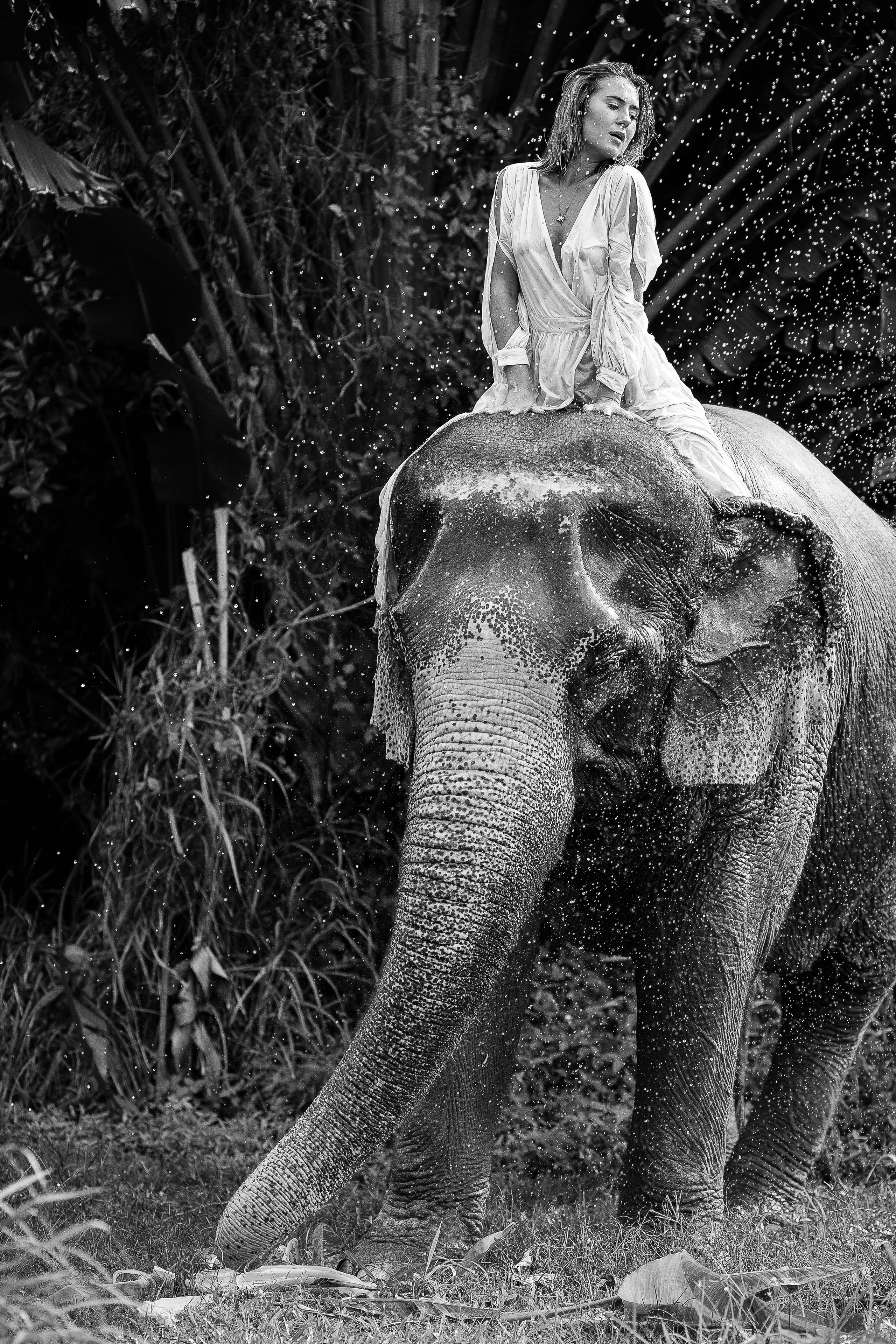 Фотосафари со слоном