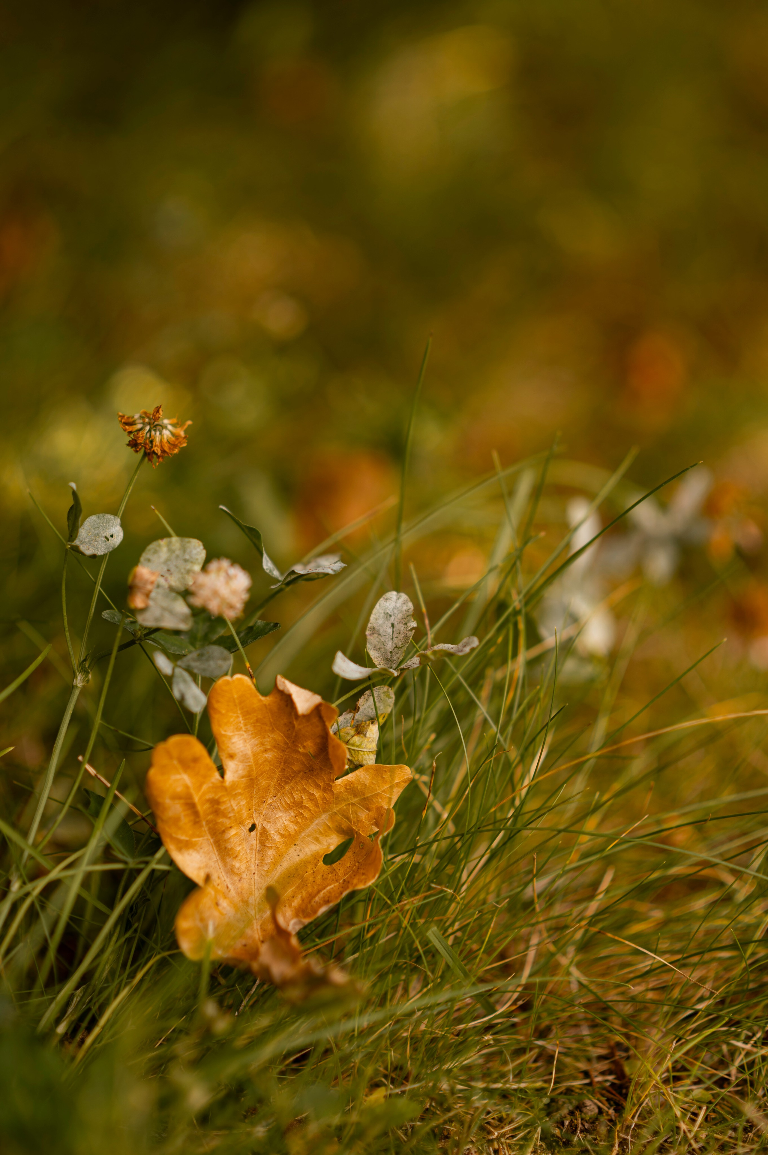 Осень во всей красе. Анна Боровикова, фотограф Пушкино
