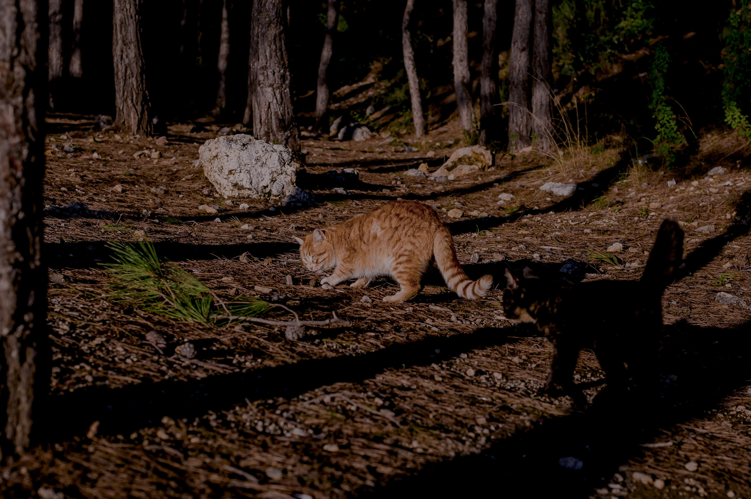 Turkey, Alanya. Art Photographer